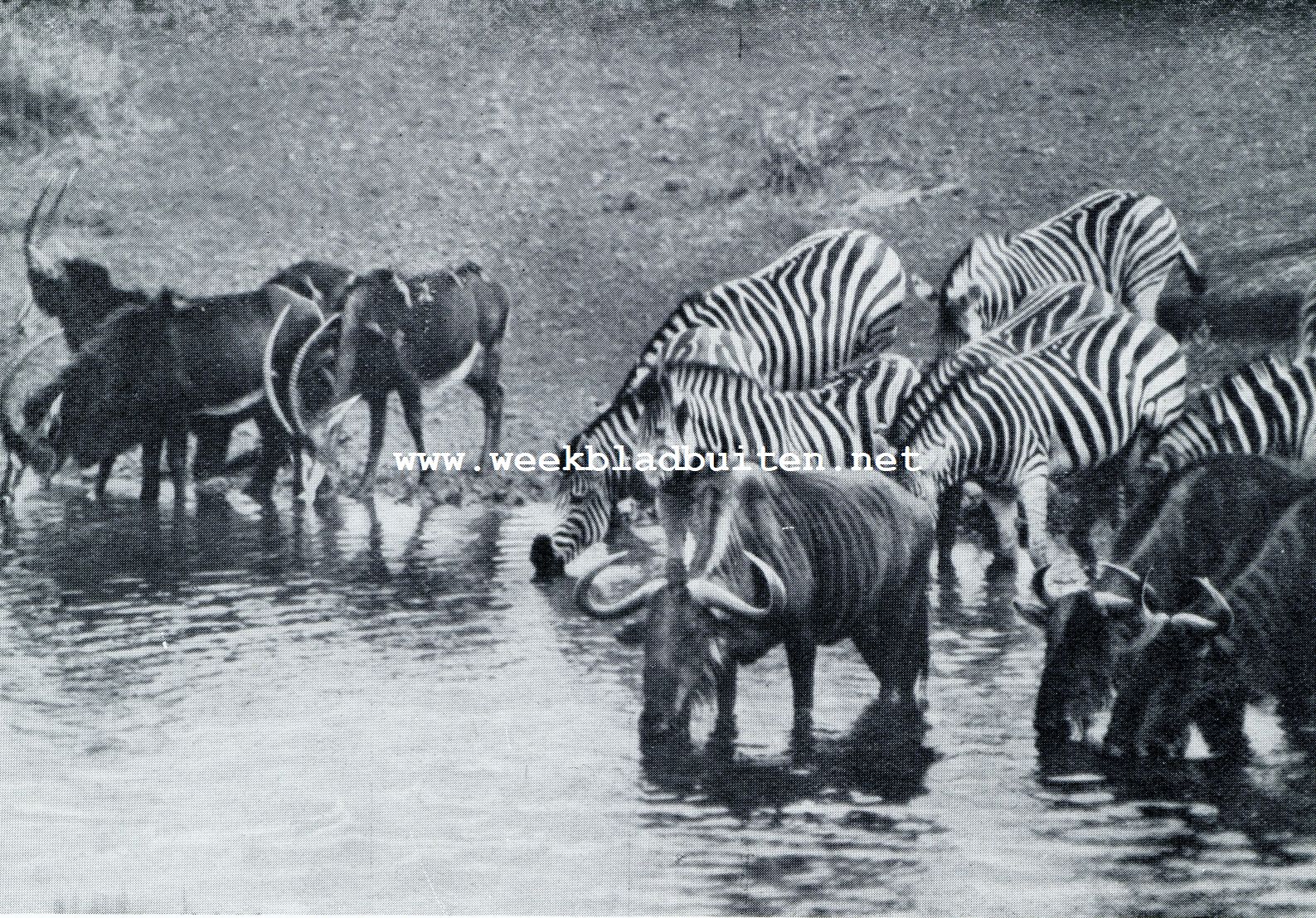 SABELANTILOPEN, ZEBRAS EN BLAUWE WILDEBEESTEN ALLE BEWONERS VAN ZUID-AFRIKAS VLAKTEN, LESSCHEN HUN DORST