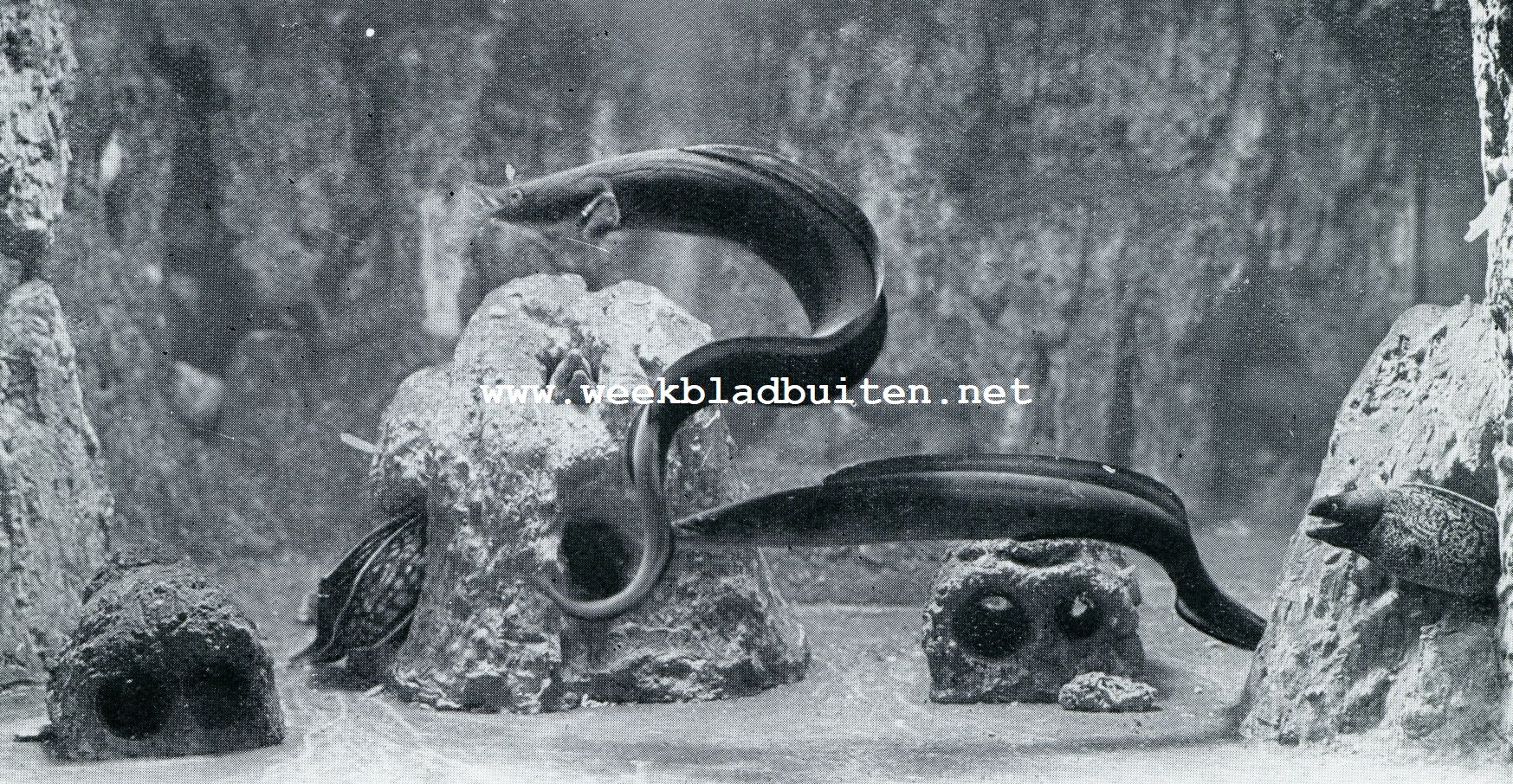 Aquarium du Muse Ocanographique de Monaco  Photo Barba - Proprite exclusive du Muse Ocanographique. HAPPEND NAAR HET IN HET AQUARIUM GESTROOIDE VOEDSEL VERLATEN DE ZEEPALINGEN EEN OOGENBLIK HUN SCHUILHOEK. OOK DE MURAENE KOMT MET ZIJN MISDADIG AANDOEND UITERLIJK UIT ZIJN SCHUILPLAATS TE VOORSCHIJN