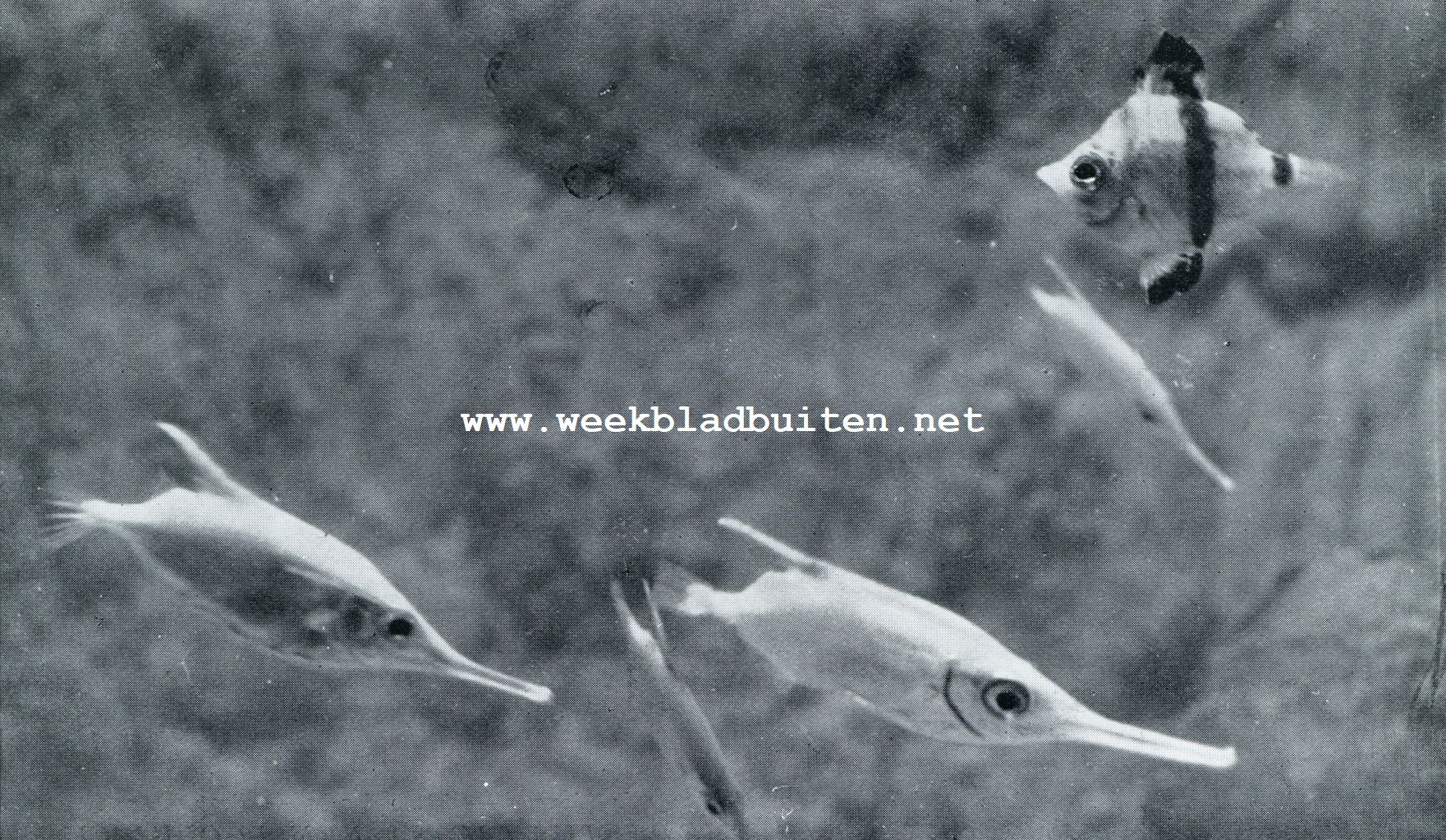 Aquarium du Muse Ocanographique de Monaco  Photo Barba  Proprit exclusive du Muse Ocanographique. BOVEN: CAPRCS APER, HET ZWIJNSVISCHJE, DAT ALS MET EEN VARKENSSNUIT DEN BODEM DER ZEE OMWOELT NAAR VOEDSEL. HET LEEFT IN DE MIDDELLANDSCHE ZEE, OP 60-100 M. DIEPTE.ONDER: EXEMPLAREN VAN CENTRISCUS SCOLOPAX, MET TROMPETVORMIGE SNUIT, WAARMEE hij watervlooien e.d. kan verschalken, ook dit is een vischje uit de MIDDELLANDSCHE ZEE EN DEN TROPISCHEN ATLANTISCHEN OCEAAN