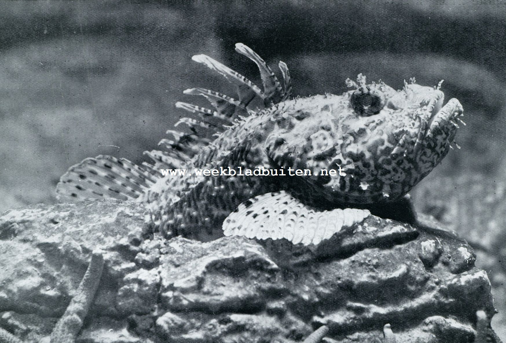 Aquarium du Muse Ocanographique de Monaco  Photo Barba  Proprit exclusive du Muse Ocanographique. HET ZEEVARKEN (SCORPAENA SCROFA). WEE DEN ONGELUKKIGE, DIE DE LICIIAAMSFRANIE VAN DE SCORPAENA VOOR VOEDSEL AANZIET: DE BEK STAAT KLAAR OM HEM TE VERSLINDEN. HET ZEEVARKEN LEEFT IN DEN WARMEN ATLAN1ISCHEN OCEAAN EN DE MIDDELLANDSCHE ZEE