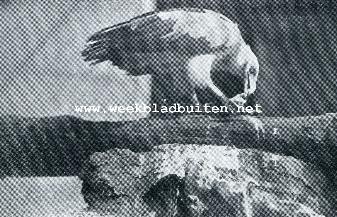 VALKGIER (GYPOHIERAX ANGOLENSIS GM.) UIT TROPISCH AFRIKA IN ARTIS