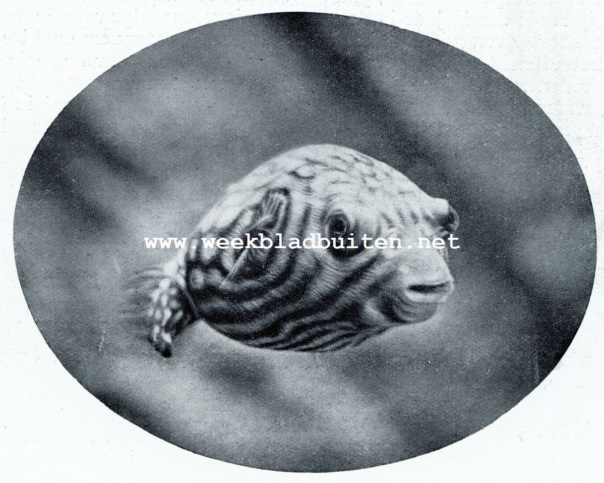Aquarium du Muse Ocanographique de Monaco  Photo Barba  Proprit exclusive du Muse Ocanographique. HET KOGELVISCHJE (TETRODOU RETICULARIS), DAT ZICH BIJ GEVAAR OPBLAAST TOT EEN BOLLETJE, DAT ONSCHULDIG OP HET WATER DRIJFT {TROPISCH ZOETWATERVISCHJE')
