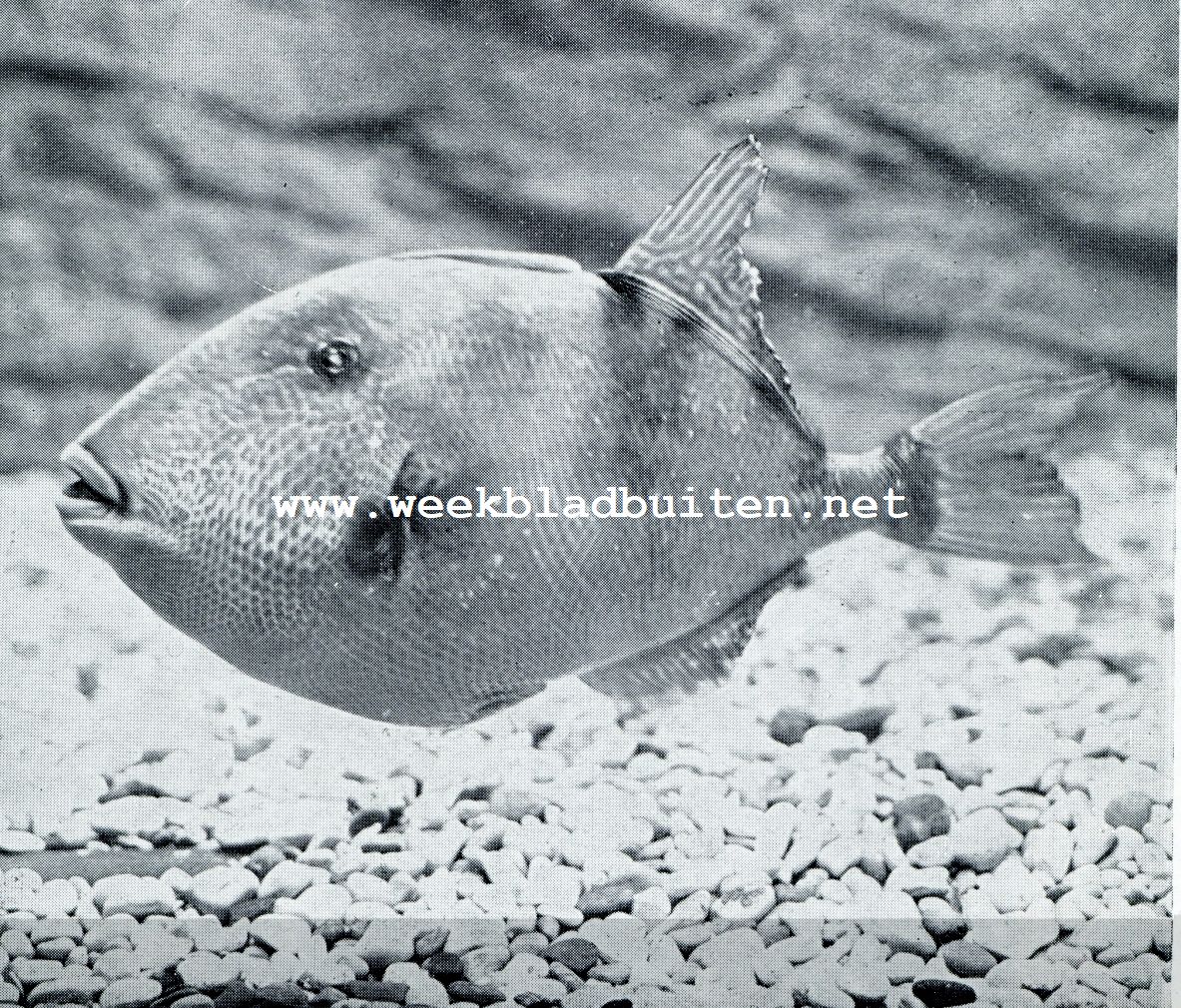 Aquarium du Muse Ocanographique de Monaco  Photo Barba  Proprit exclusive du Muse Ocanographique. DE VARKENSVISCH (BALISTES CAPRISCUS, PESCE PORCO), ZOO GENOEMD OM ZIJN VOORUITSTEKENDEN SNUIT. DEZE MIDDELLANDSCHE ZEE-VISCH HAPT MET ZIJN HARDE KAKEN ZELFS STUKKEN KORAAL AF