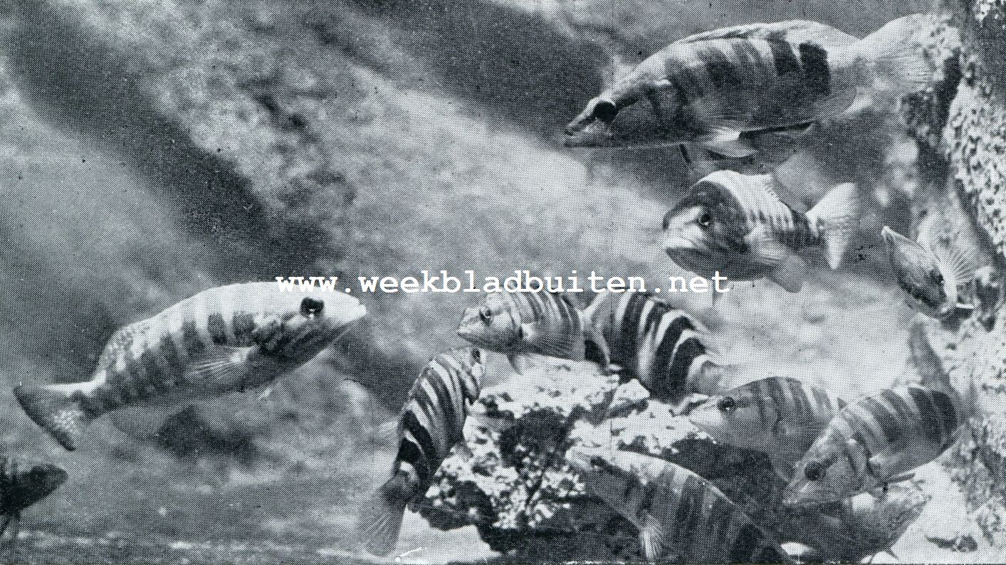 Aquarium du Muse Ocanographique de Monaco  Photo Barba  Proprit exclusive du Muse Ocanographique. LETTERBAARS (SERRANUS SCRIBA), EEN VISCHJE, THUIS AAN ROTSIGE MIDDELLANDSCHE ZEE-KUSTEN. DIT DIER IS TWEESLACHTIG EN DANKT ZIJN NAAM AAN DE FRAAIE ZWART EN ROOD-GELE TEEKENING OP ZIJN HUID