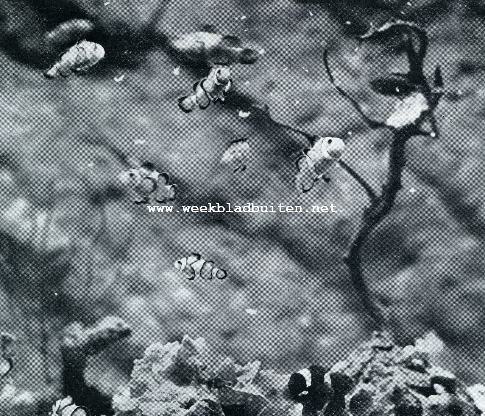 Aquarium du Muse Ocanographique de Monaco  Photo Barba Proprit exclusive du Muse Ocanographique. DRIEBAND-KORAALVISCHJE (AMPHIPRION PERCULA), DARTELT TUSSCHEN DE KORALEN IN DE JAVAANSCHE ZEE EN ZOEKT IN GEVAL VAN NOOD BESCHERMING TUSSCHEN DE ARMEN VAN DE GROOTE ZEE-ANEMONEN