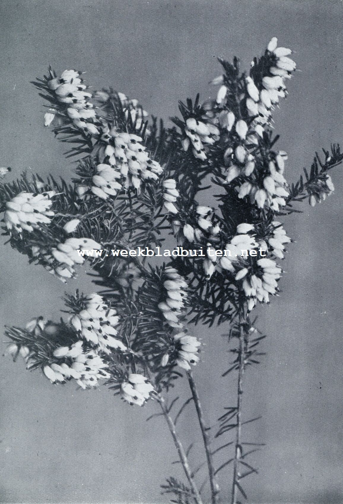 WINTERBLOEIENDE HEI (ERICA MEDITERRANEA HYBRIDA)