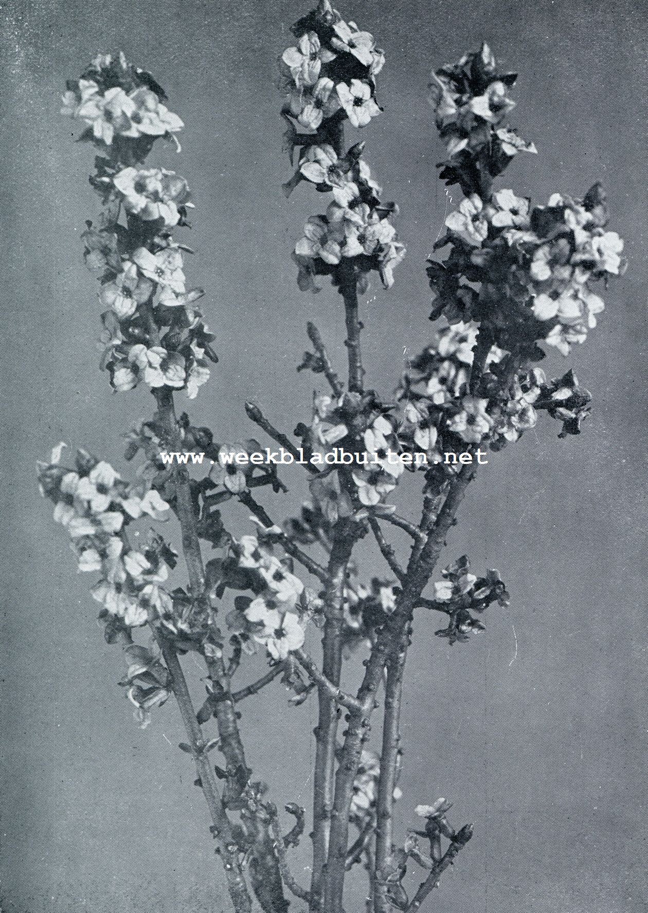 BLOEMEN IN DEN FEBRUARI-TUIN. PEPERBOOMPJE (DAPHNE MEZEREUM)