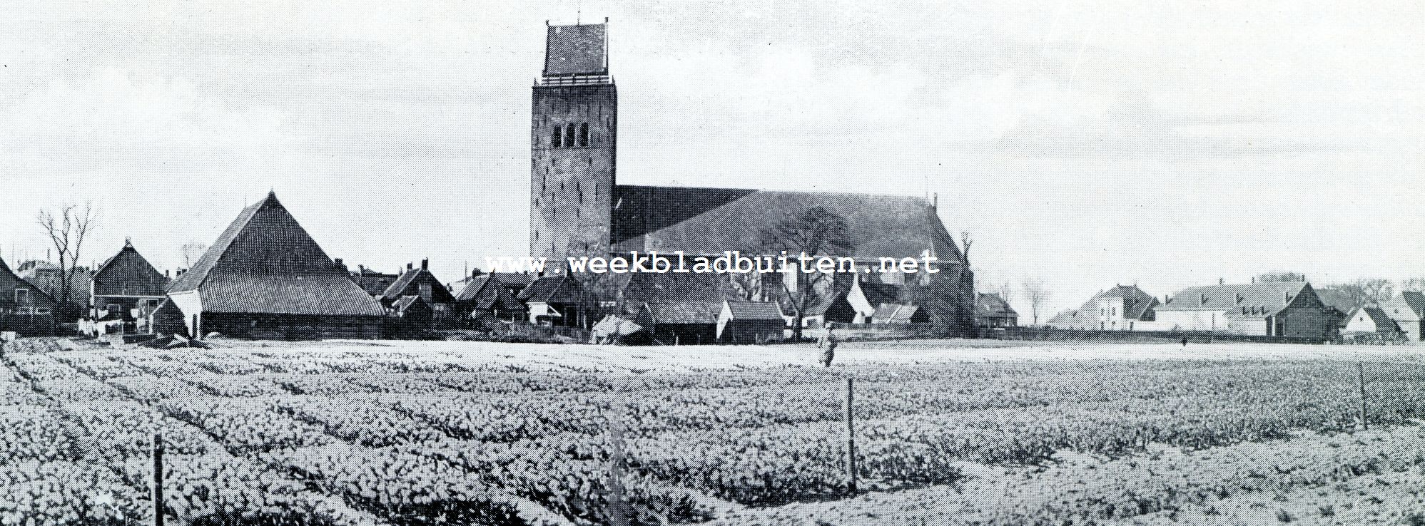 OOK MINNERTSGA PRONKT THANS MET BOLLENVELDEN, AL BETREURT DE ONDERNEMENDE BOUWBOER HET, DAT DE TULPEN IN DEZEN CRISISTIJD AL EVEN WEINIG OPBRENGEN ALS DE]VELD VRUCHTEN, WELKER TEELT HIJ DOOR DIE VAN BOLLEN VERVANGEN HEEFT