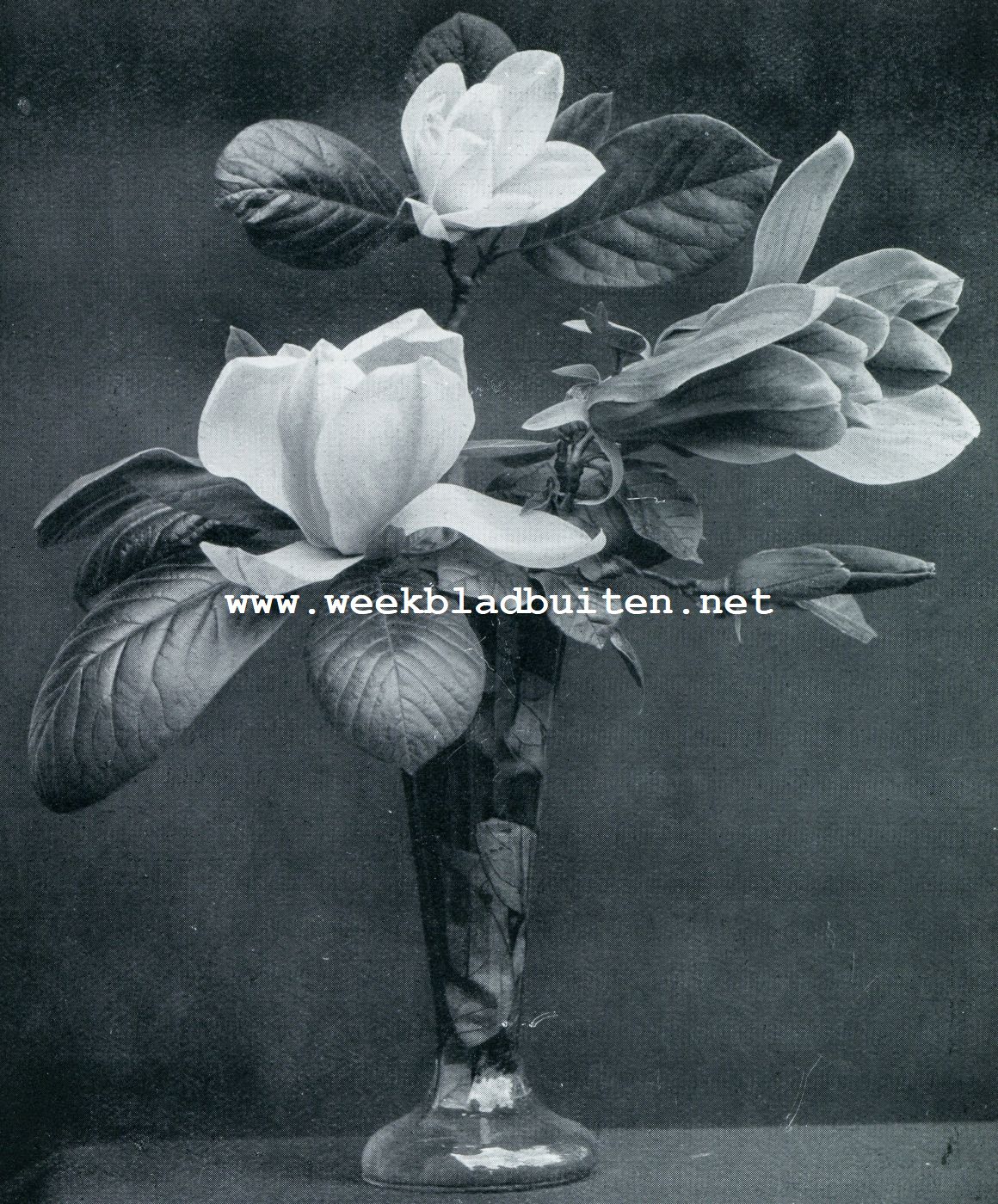 MAGNOLIA YULAN