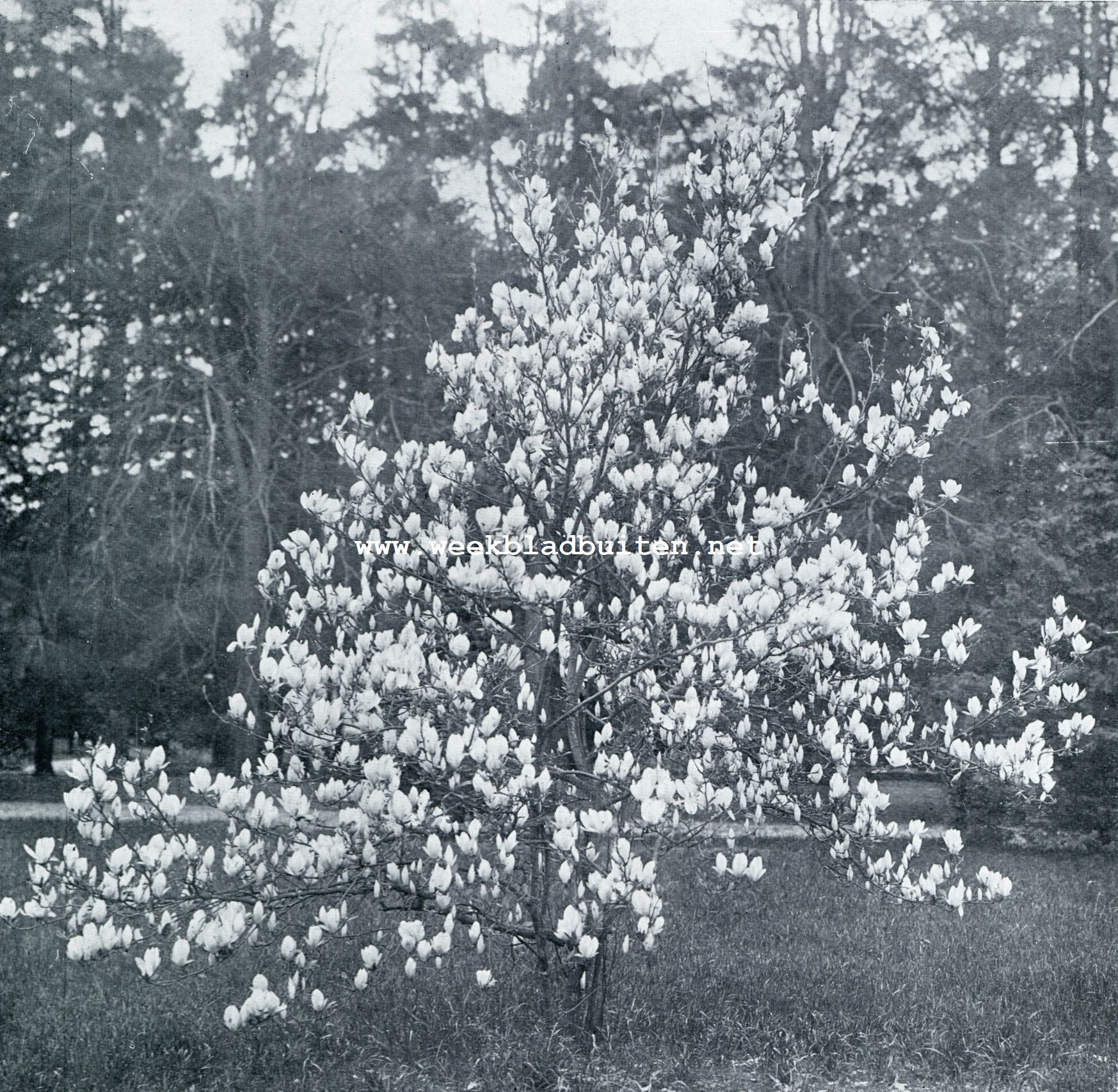 EEN MAGNOLIA IN VOLLEN BLOEI