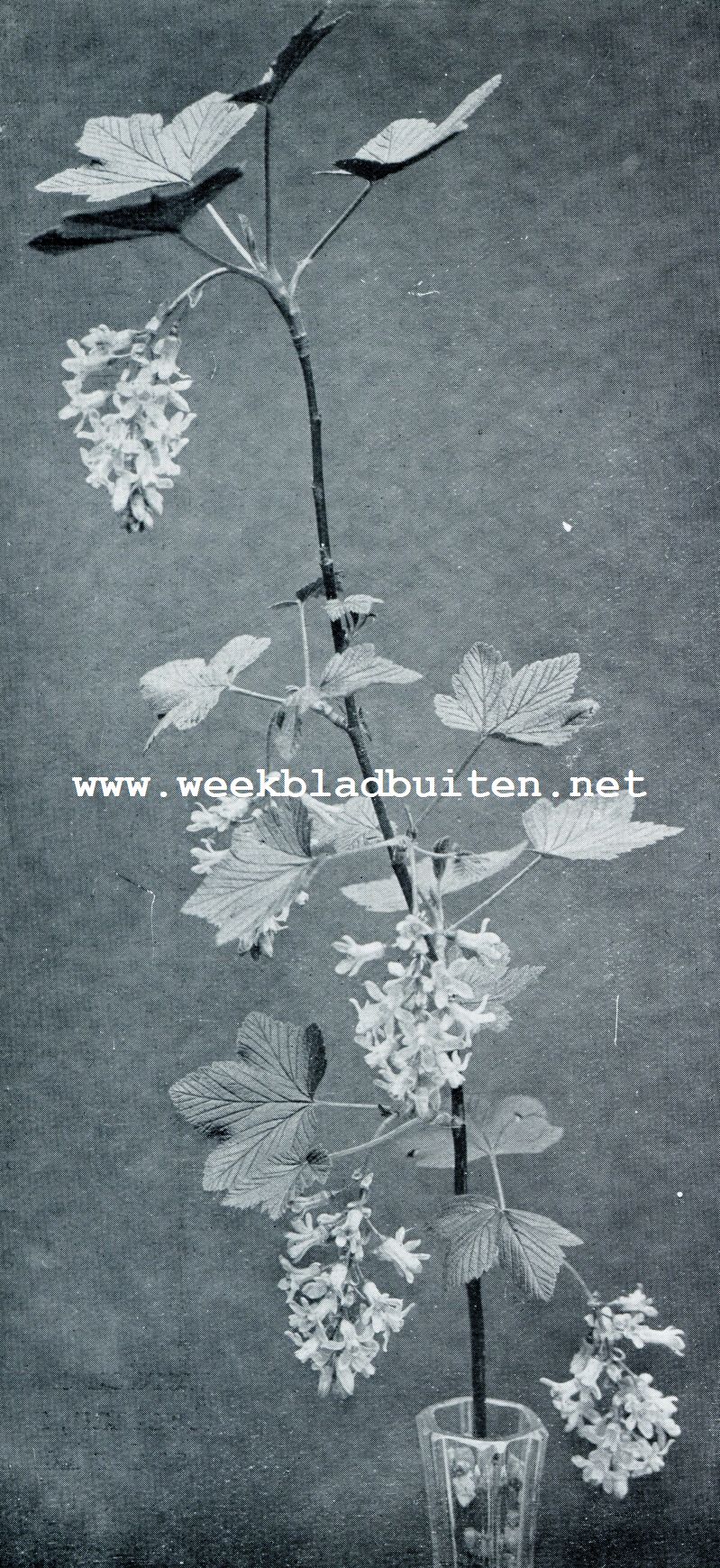 RIBES SANGUINEUM