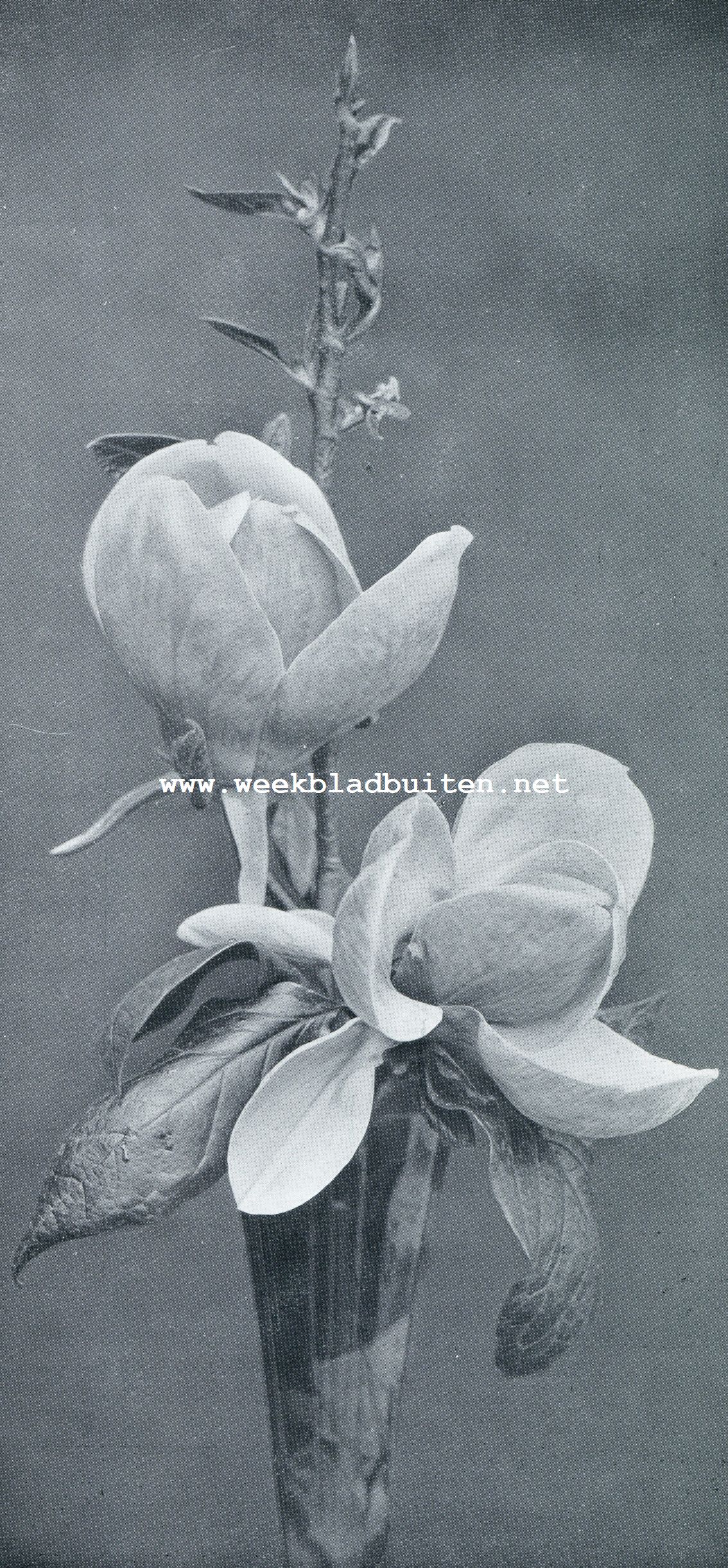 MAGNOLIA SOULANGEANA
