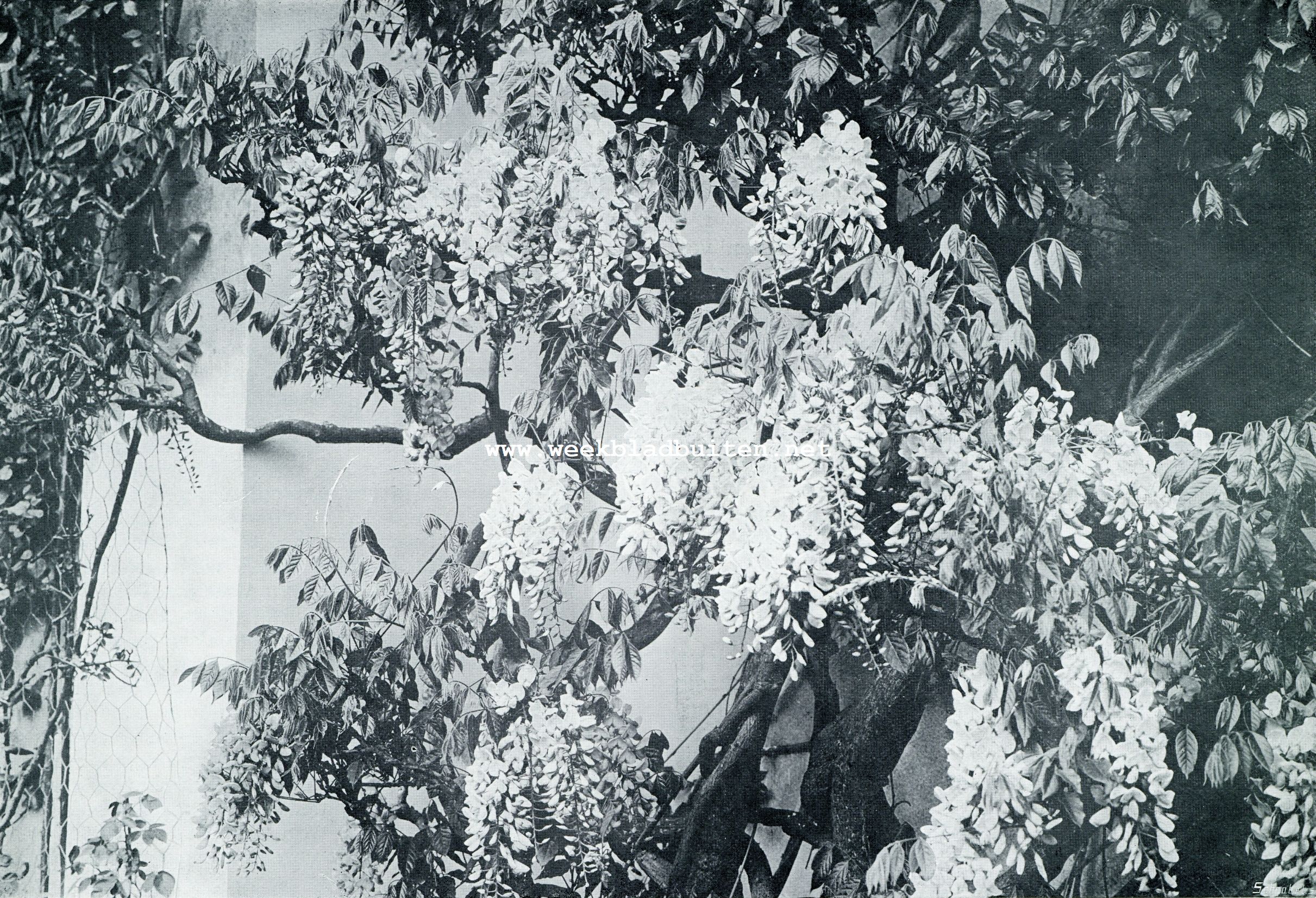 RIJK-BLOEIENDE BLAUWE REGEN