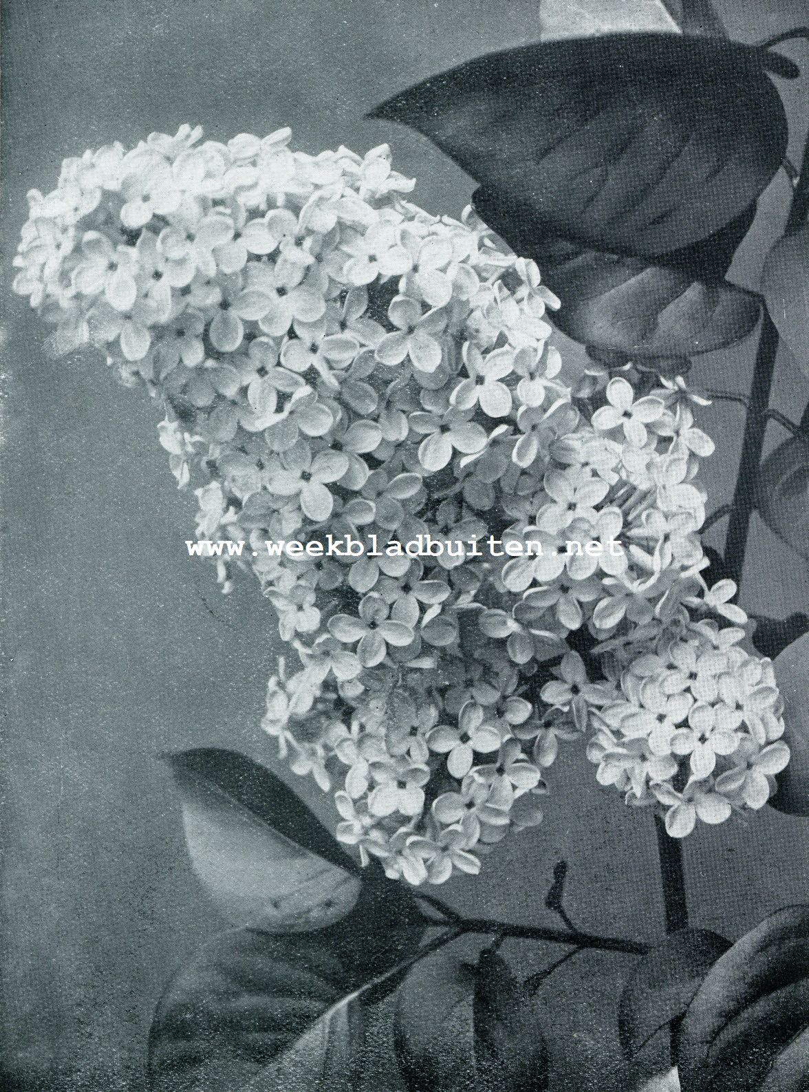 WITTE SERING MARIE LEGRAY