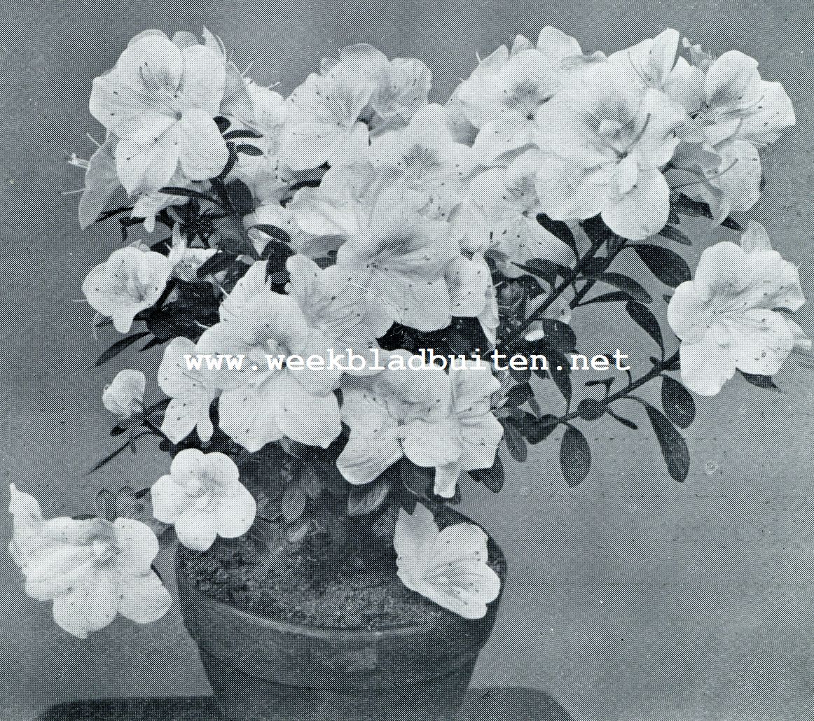 AZALEA INDICA MAD. MLANIE