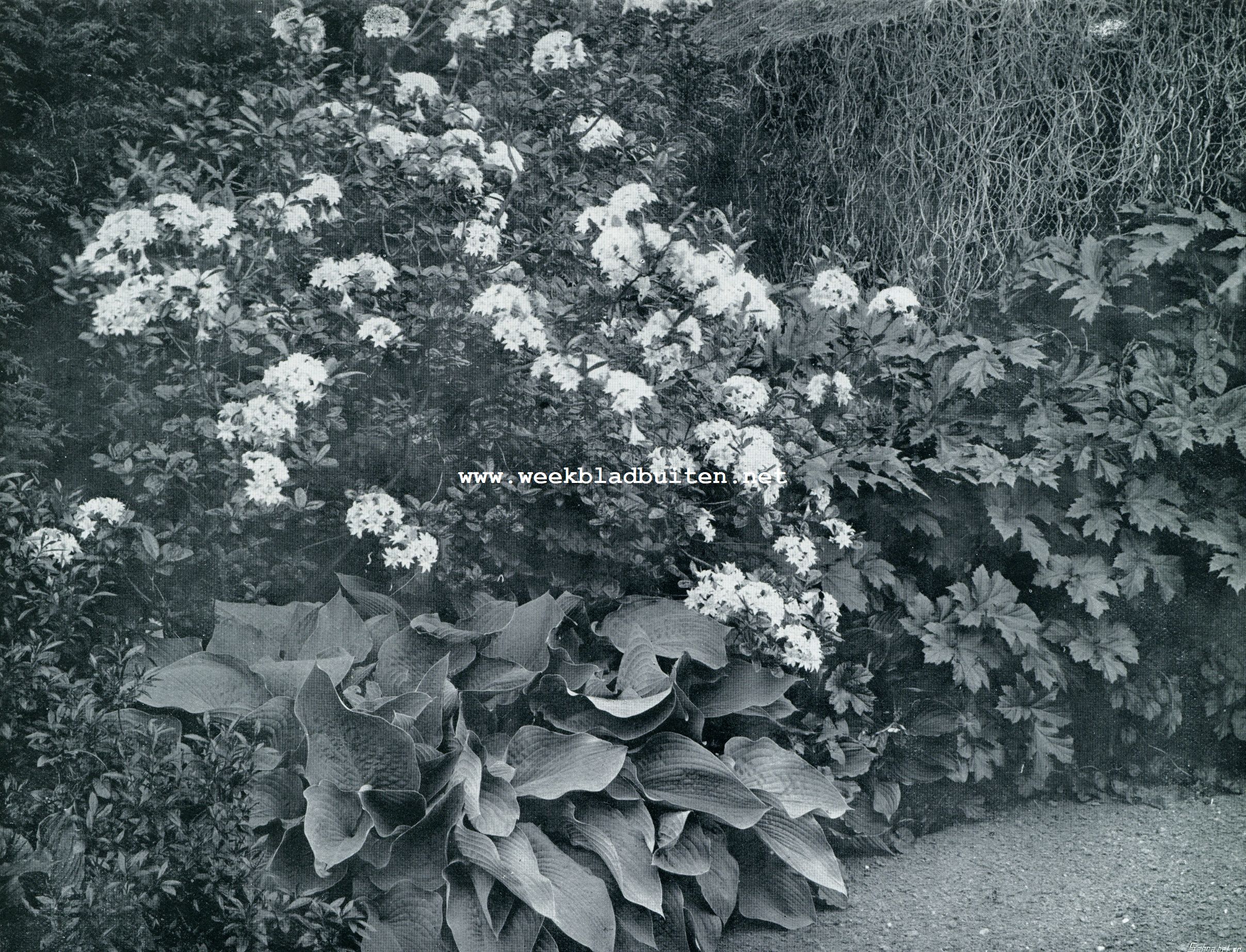 BLOEIENDE AZALEA MOLLIS (OP DEN VOORGROND FUNKIA)
