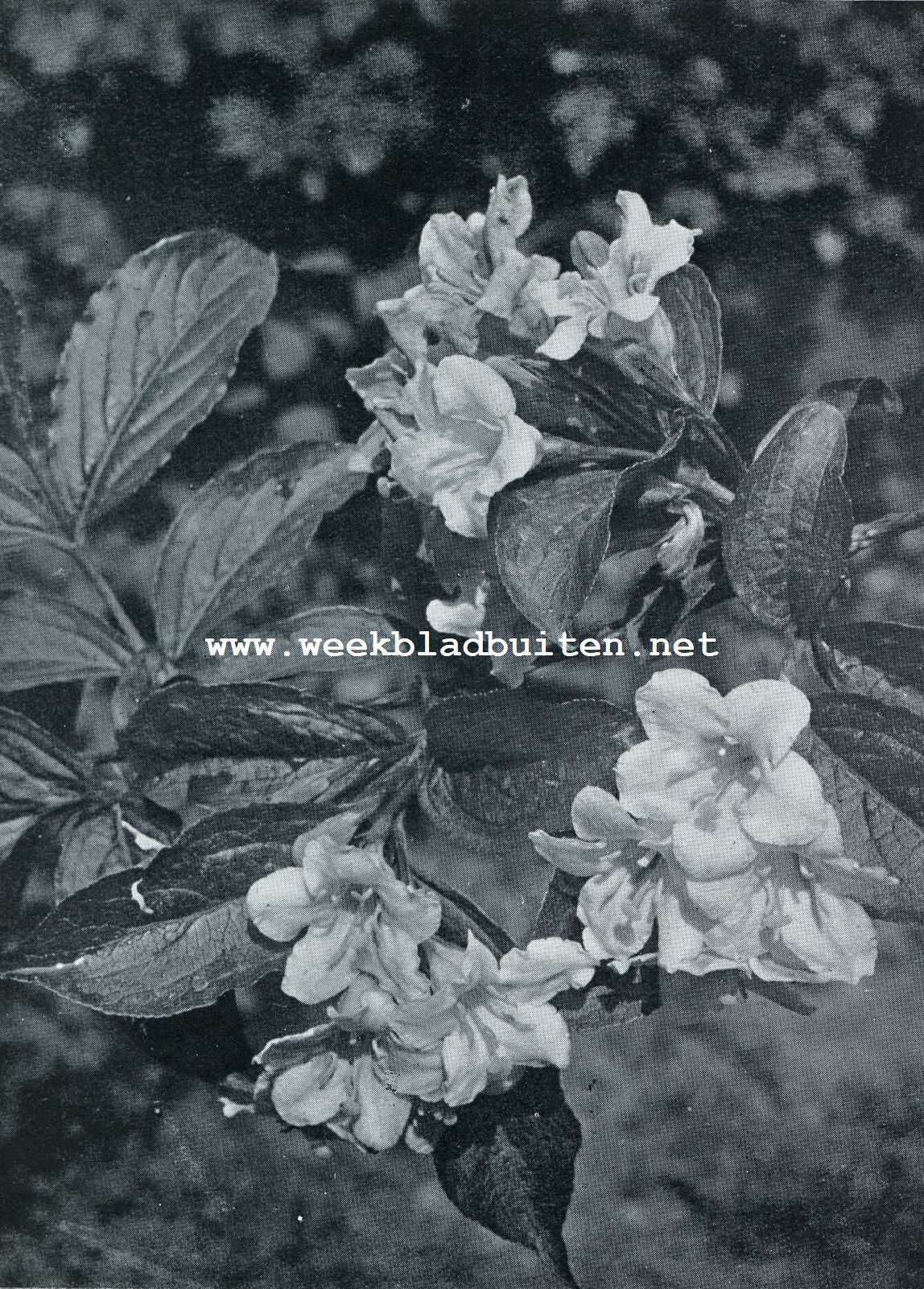 WEIGELIA DIERVILLEA ROSEA
