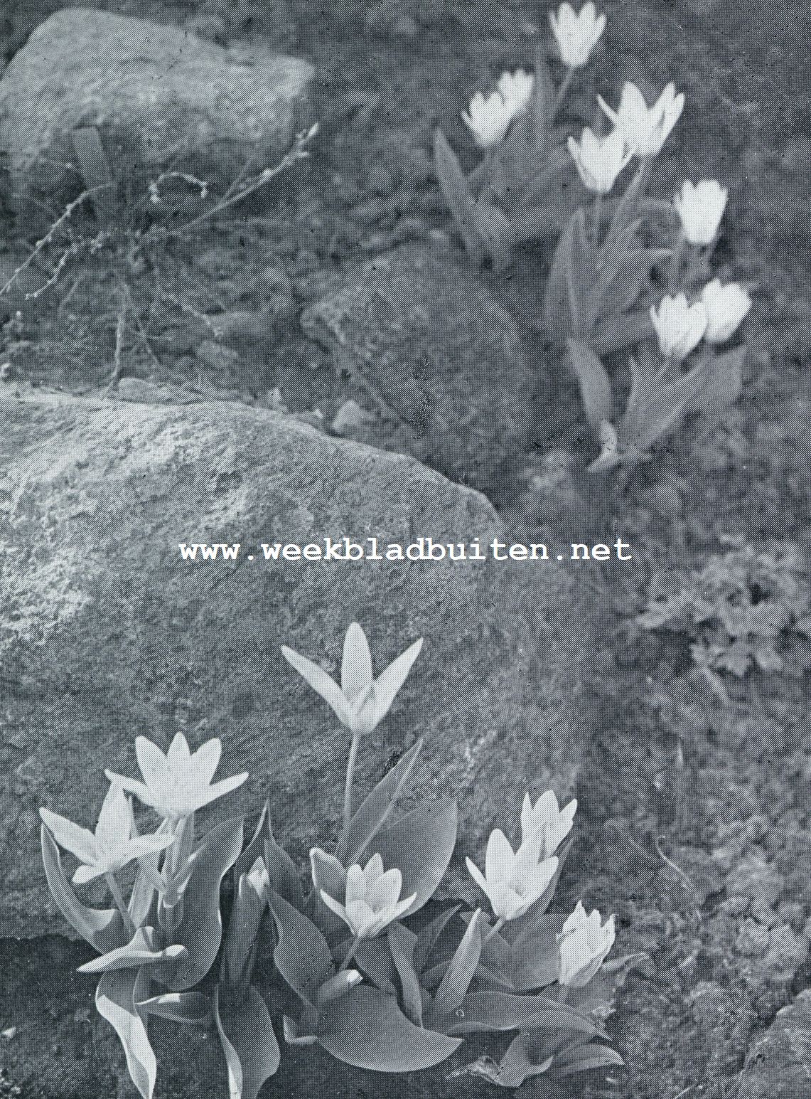 TULIPA SYLVESTRIS
