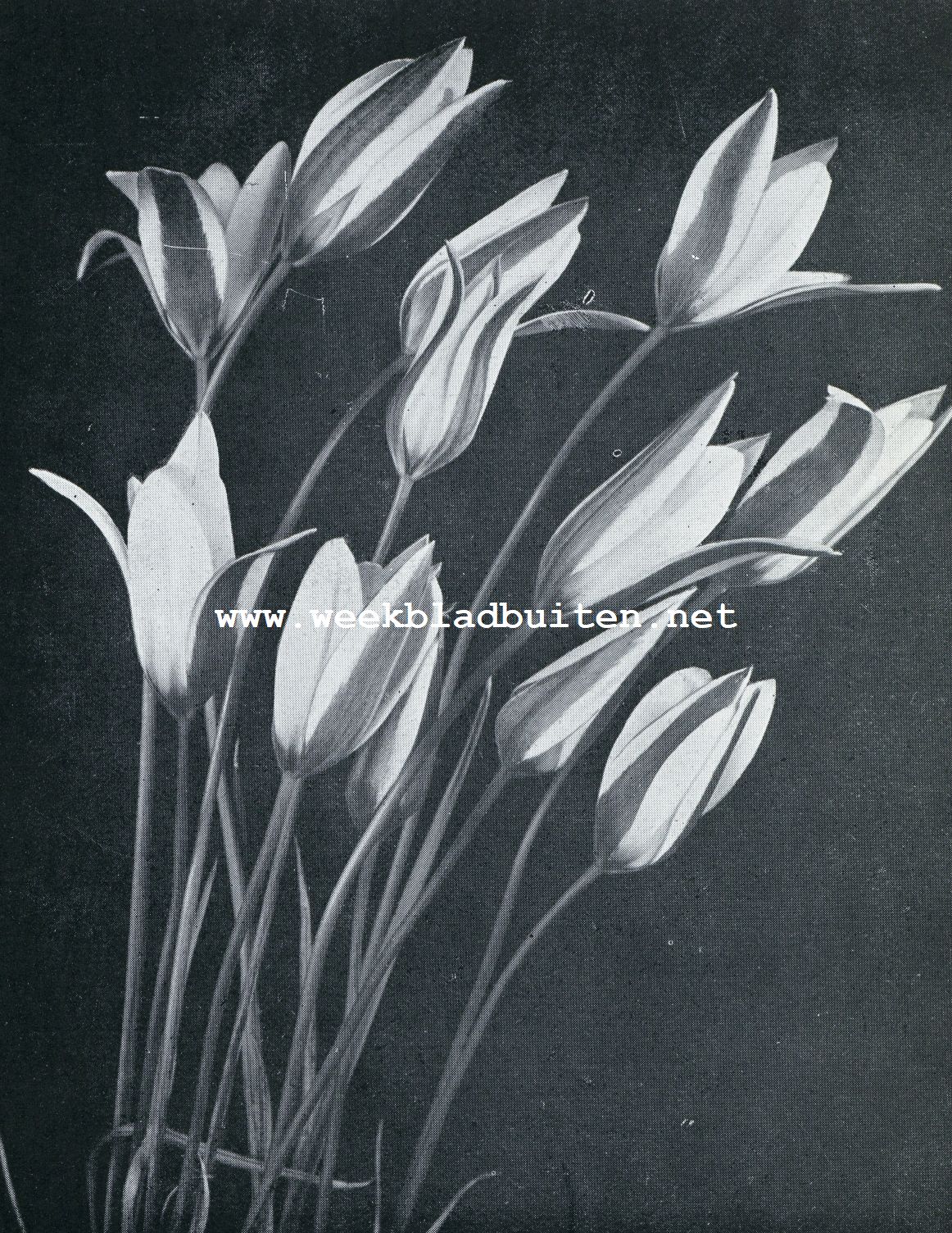 TULIPA CLUSIANA