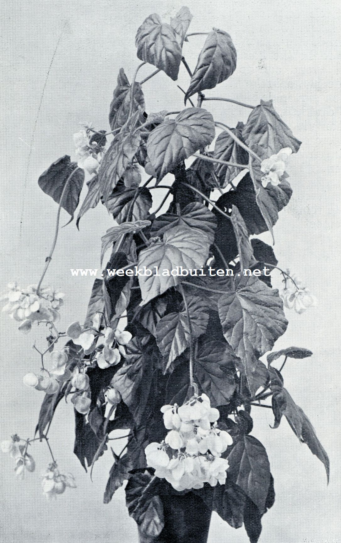 BEGONIA HYBRIDA AALSMEERS GLORIE