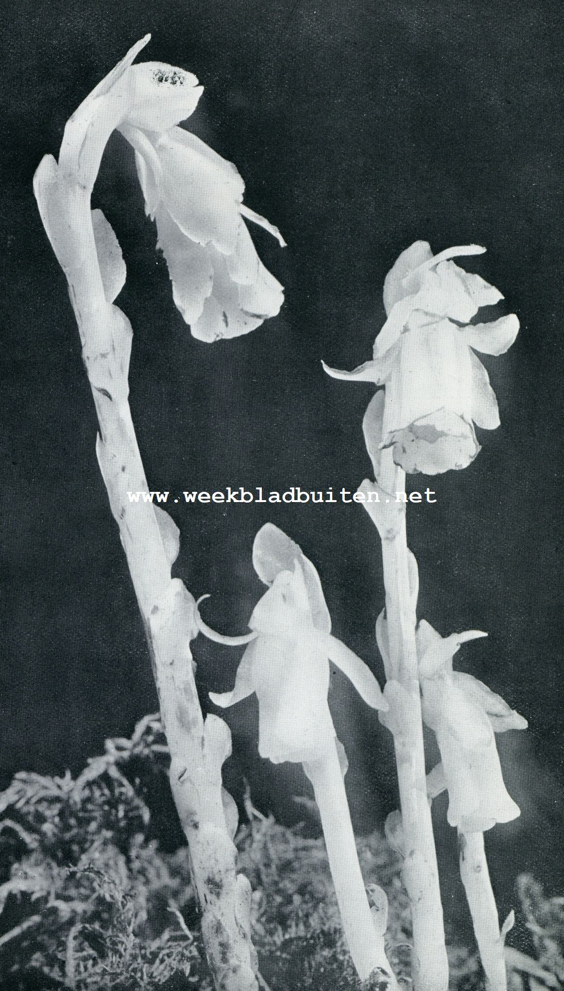 VAN VREEMDEN BODEM. DE INDIAN PIPE-ZWAM