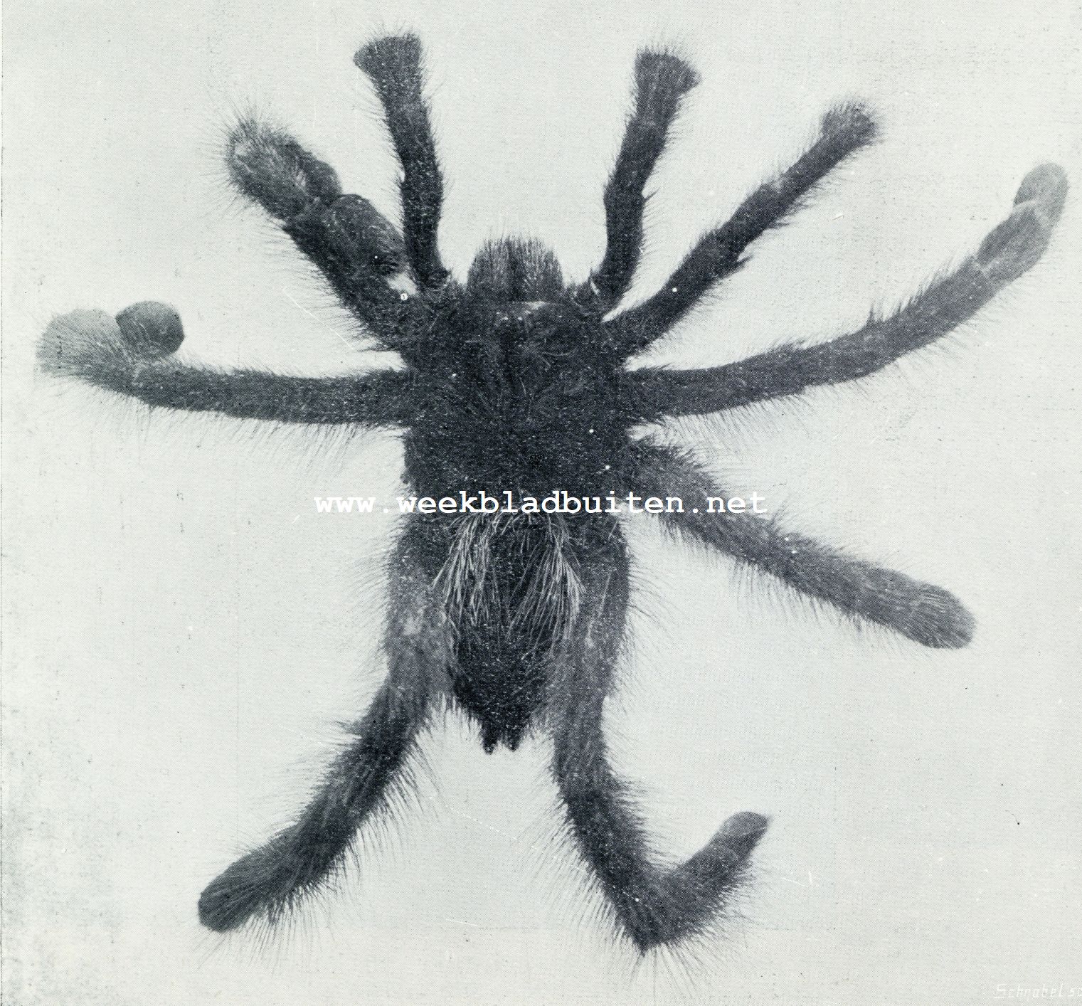 DE VOGEL- OF WORGSPIN