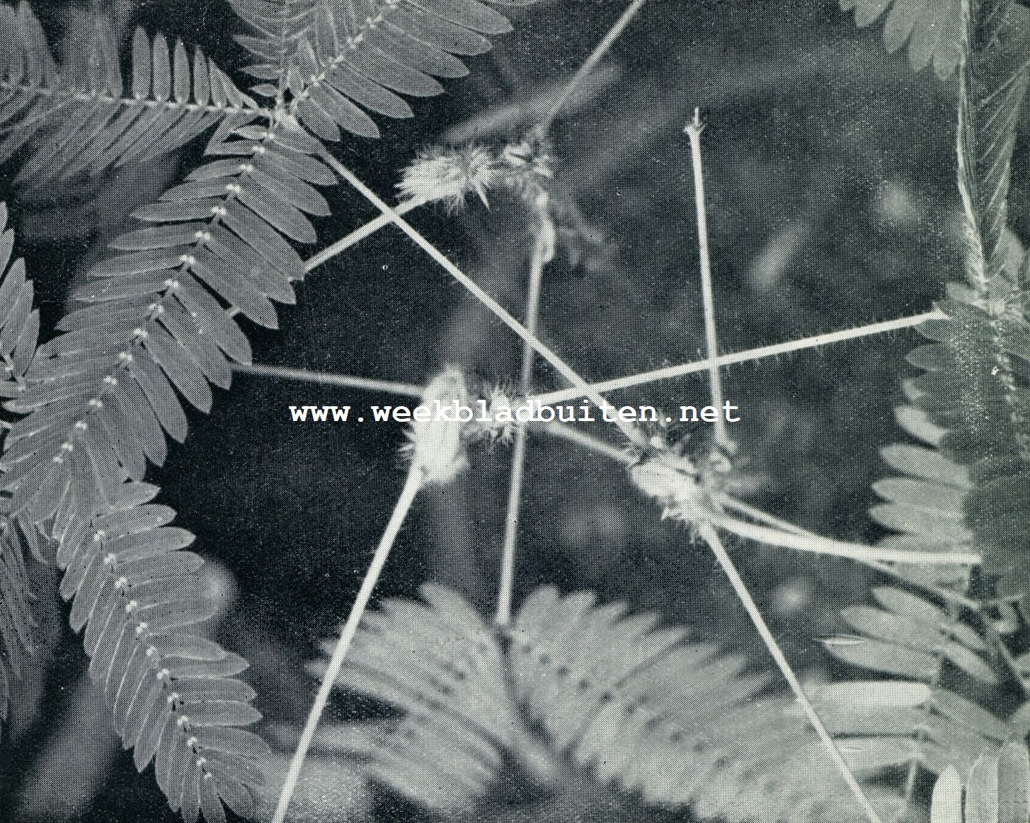 OVER BEWEGINGEN BIJ PLANTEN. MIMOSA PUDICA (KRUIDJE-ROER-ME-NIET)