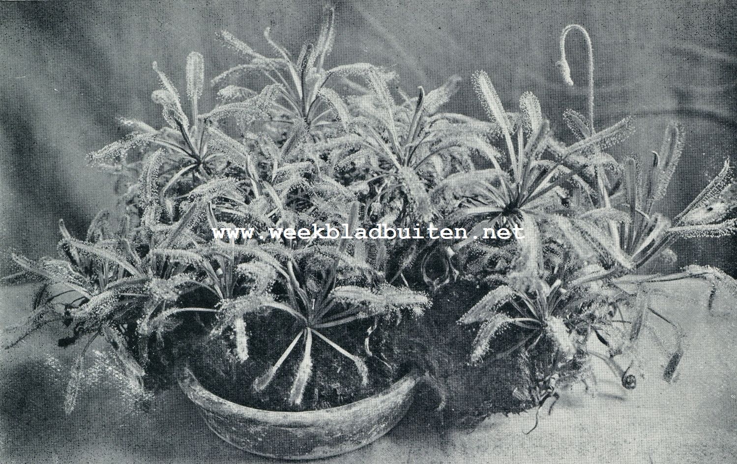 DROSERA CAPENSIS