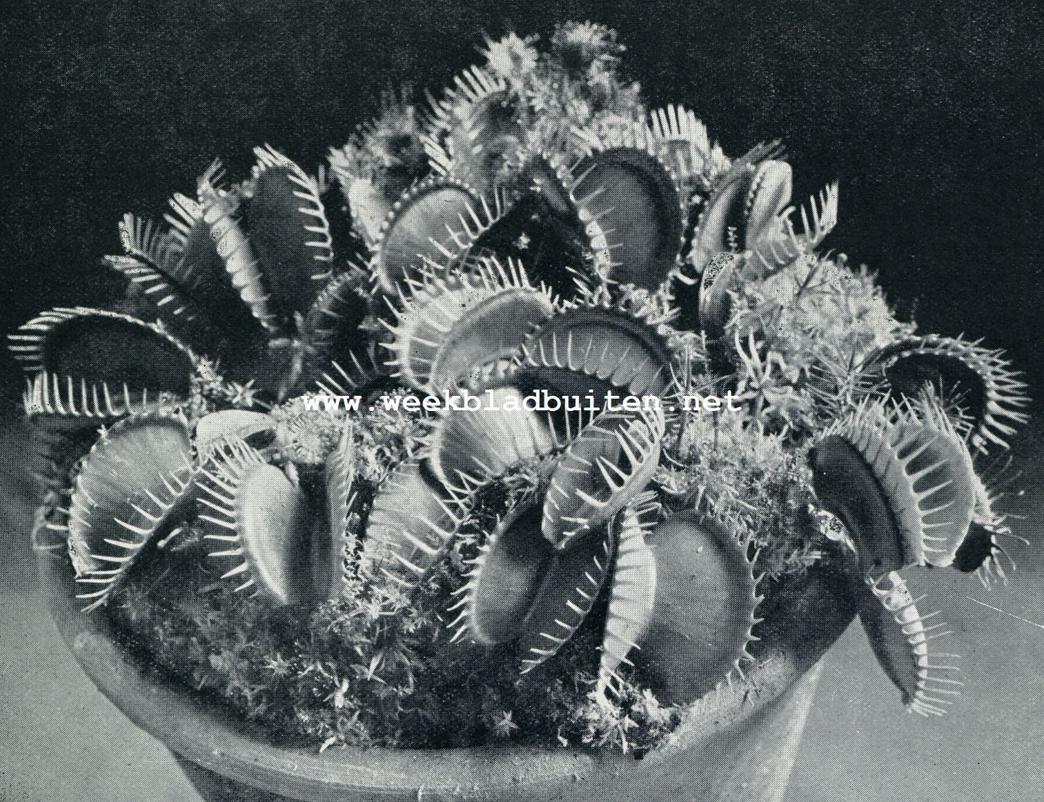 DIONAEA MUSCIPULA (AMERIKAANSCH VLIEGENVANGERTJE)