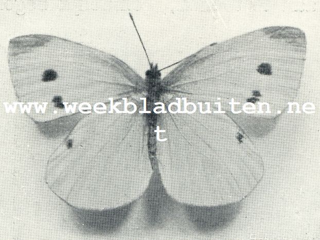 KLEIN WITJE, WIJFJE