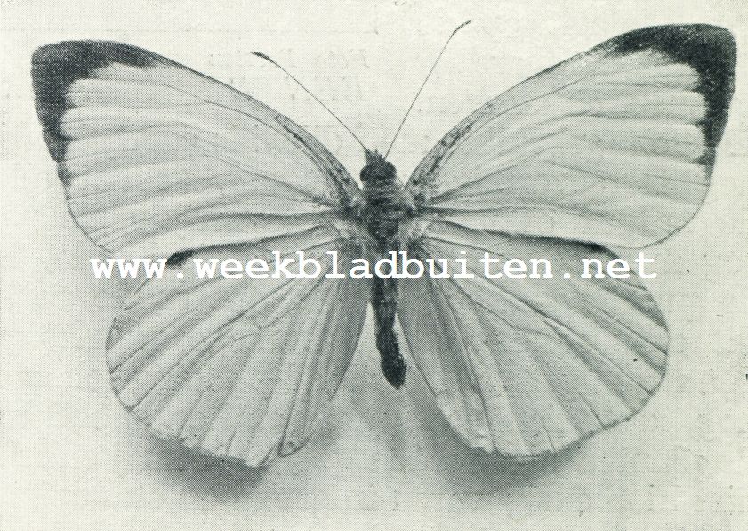 KOOLWIT, MANNETJE