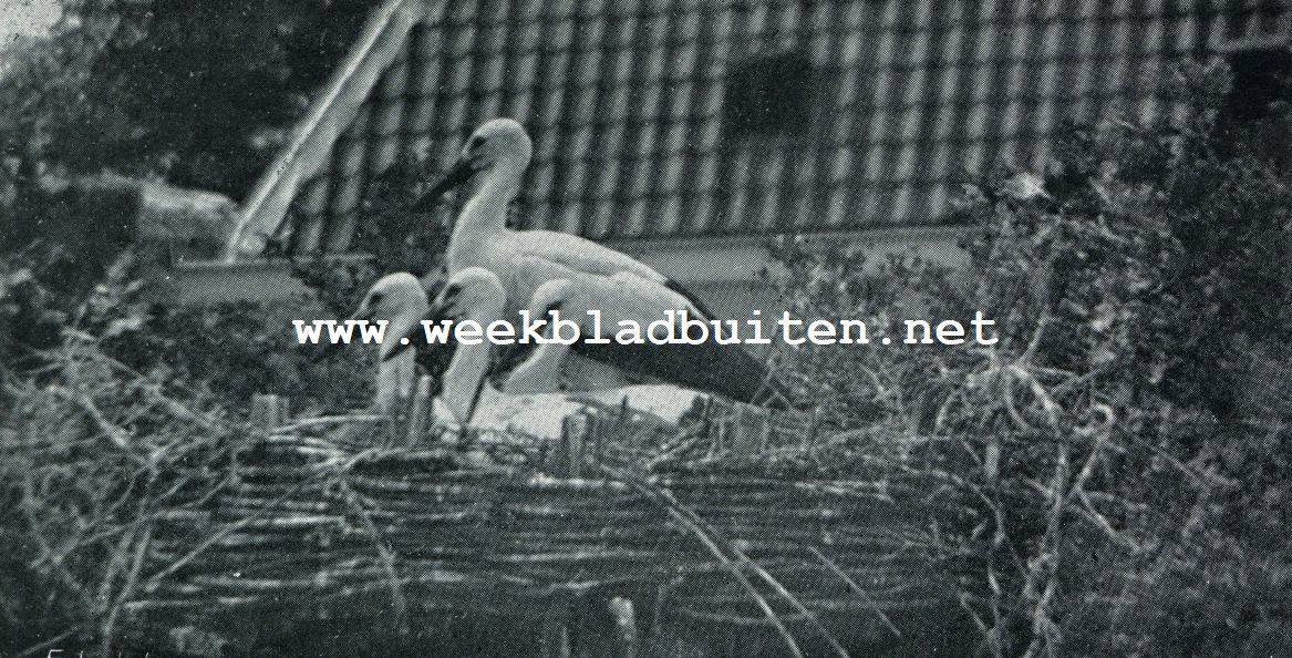 DE JONGE OOIEVAARS ZIEN DE WIJDE WERELD IN