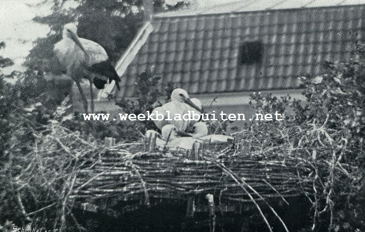 TROUW HOUDT EEN DER OUDEN DE WACHT