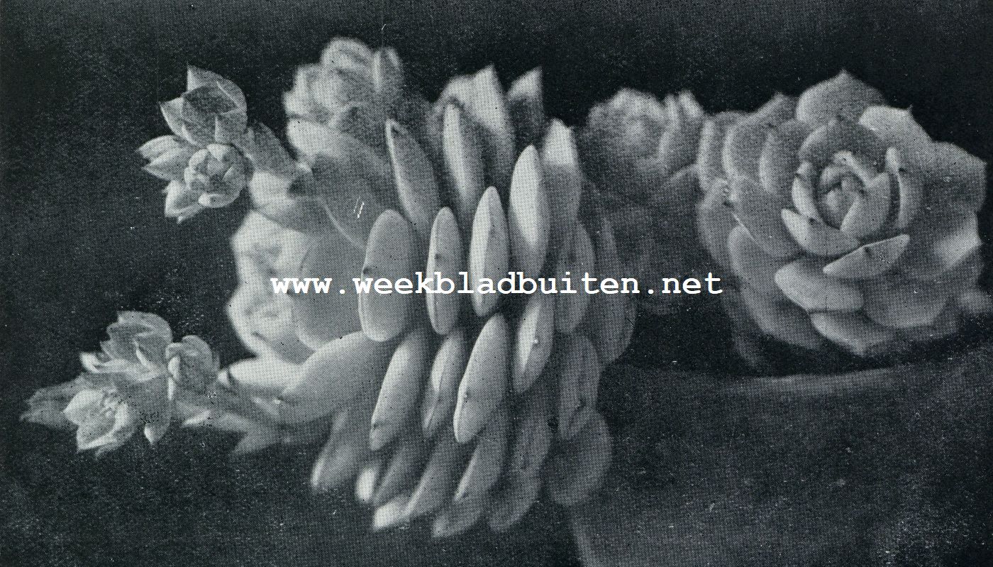 ECHEVERIA SECUNDA GLAUCA MET ORANJE BLOEM