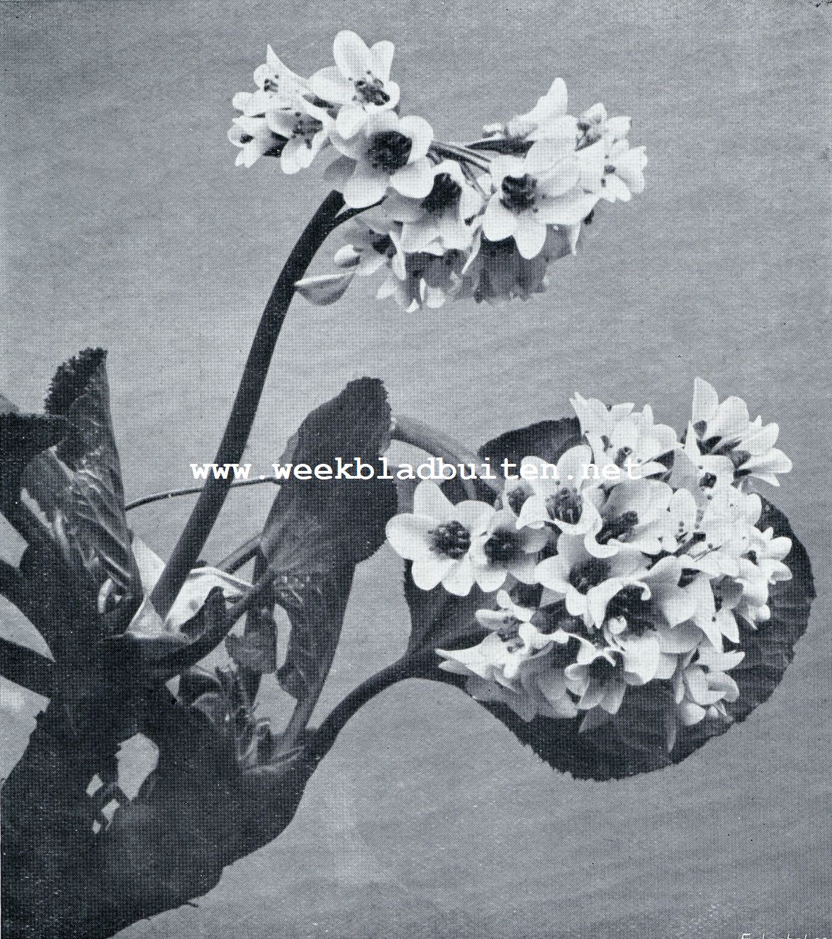 MEGASEA CORDIFOLIA