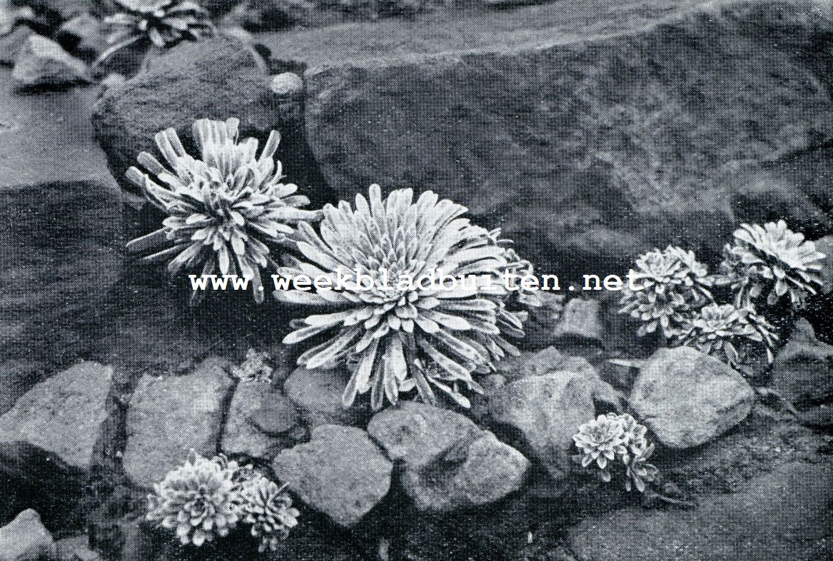 SAXIFRAGA LONGIFOLIA
