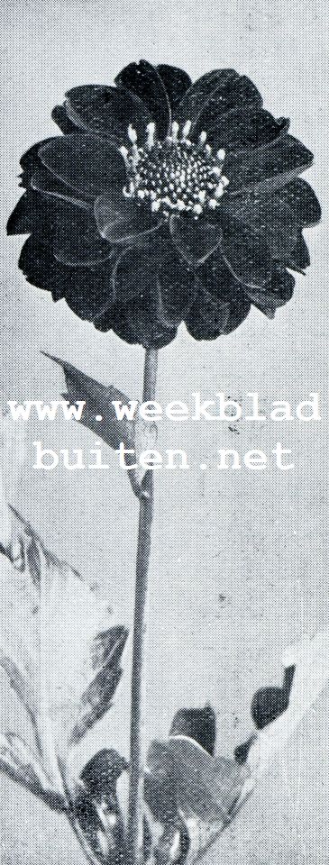 KLEINBLOEMIGE DAHLIA APOLDRO