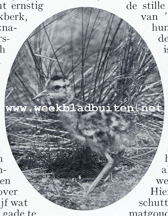 JONGE WULP