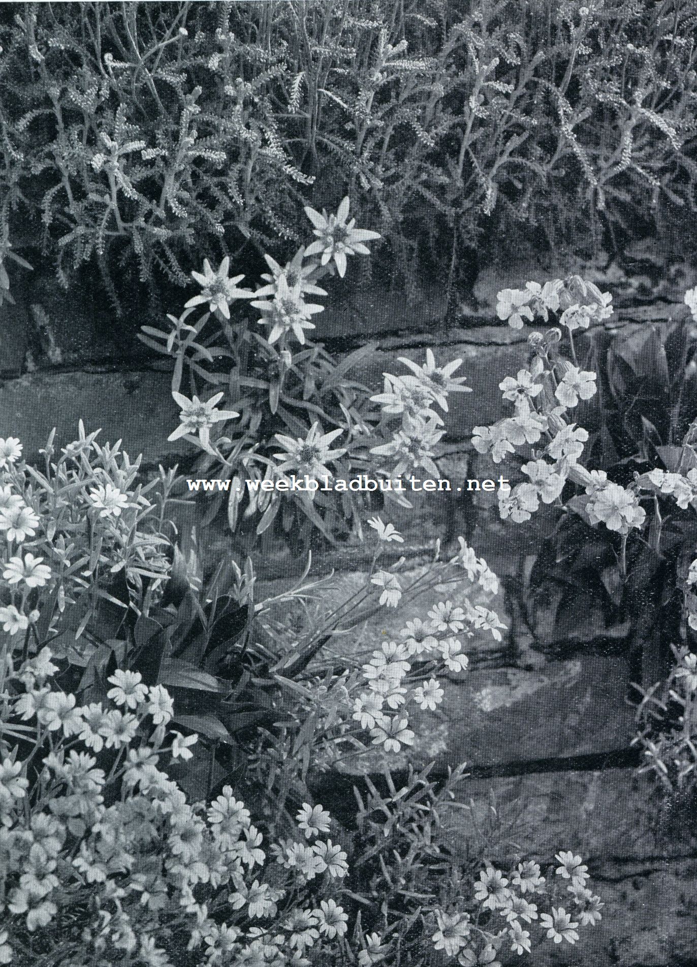 MIDDENIN LEONTOPODIUM ALPINUM (EDELWEISZ); RECHTS SILENE ZAWADSKYI, LINKS CERASTIUM TOMENTOSUM (SNOW IN SUMMER)