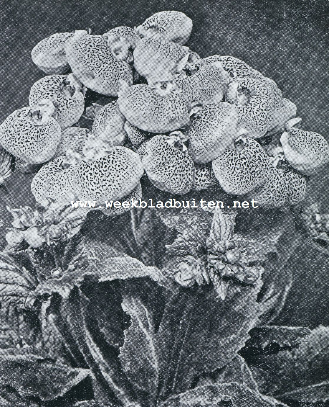 CALCEOLARIA MULTIFLORA NANA