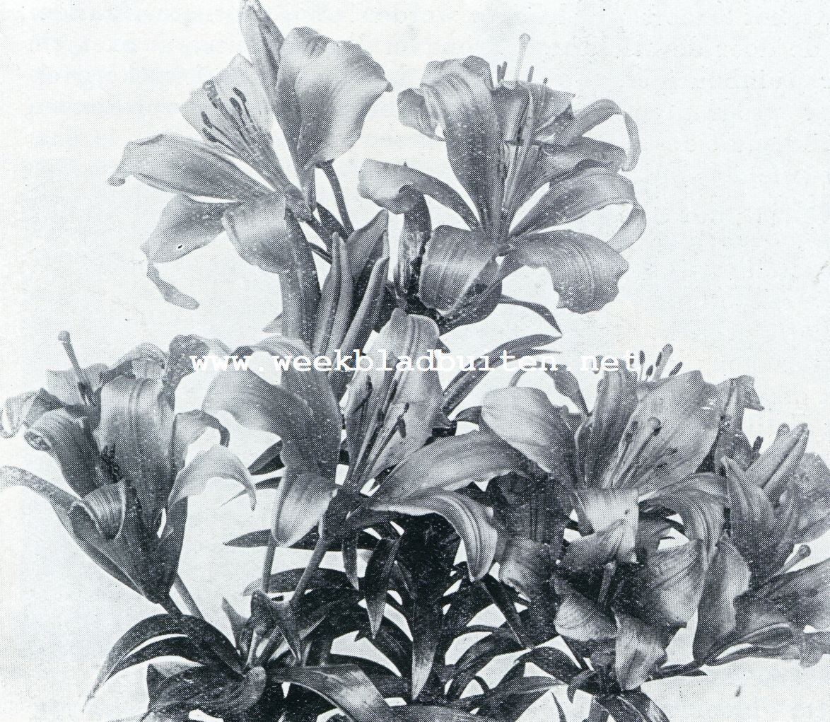 LILIUM UMBELLATUM