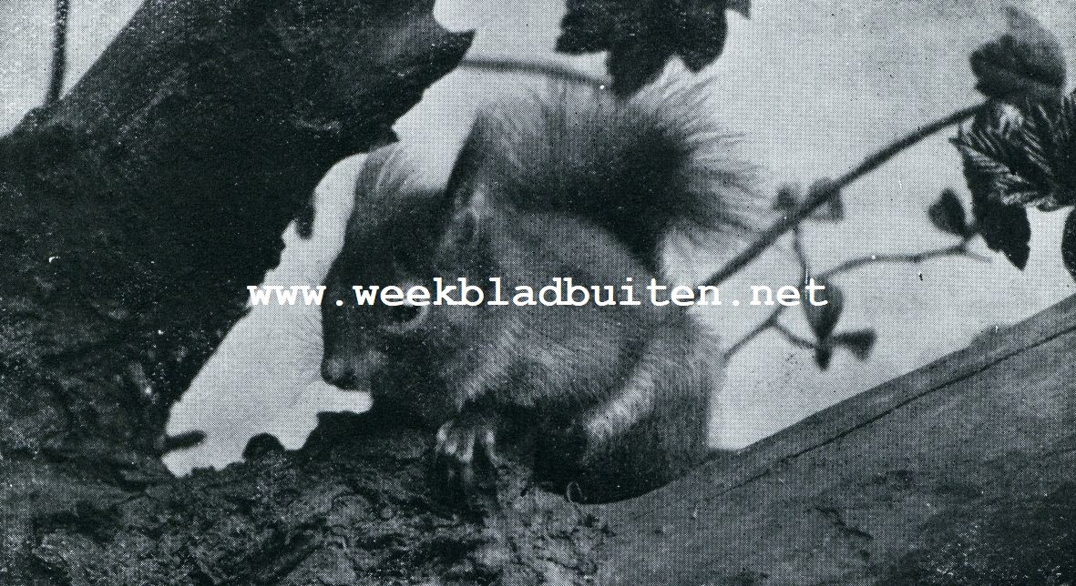 ZIJN STAART IS VOL, ZIJN HUID GLANST MET GRIJS-BLAUWEN WEERSCHIJN, AAN ZIJN OORTJES BEVINDEN ZICH MOOIE PLUIMPJES