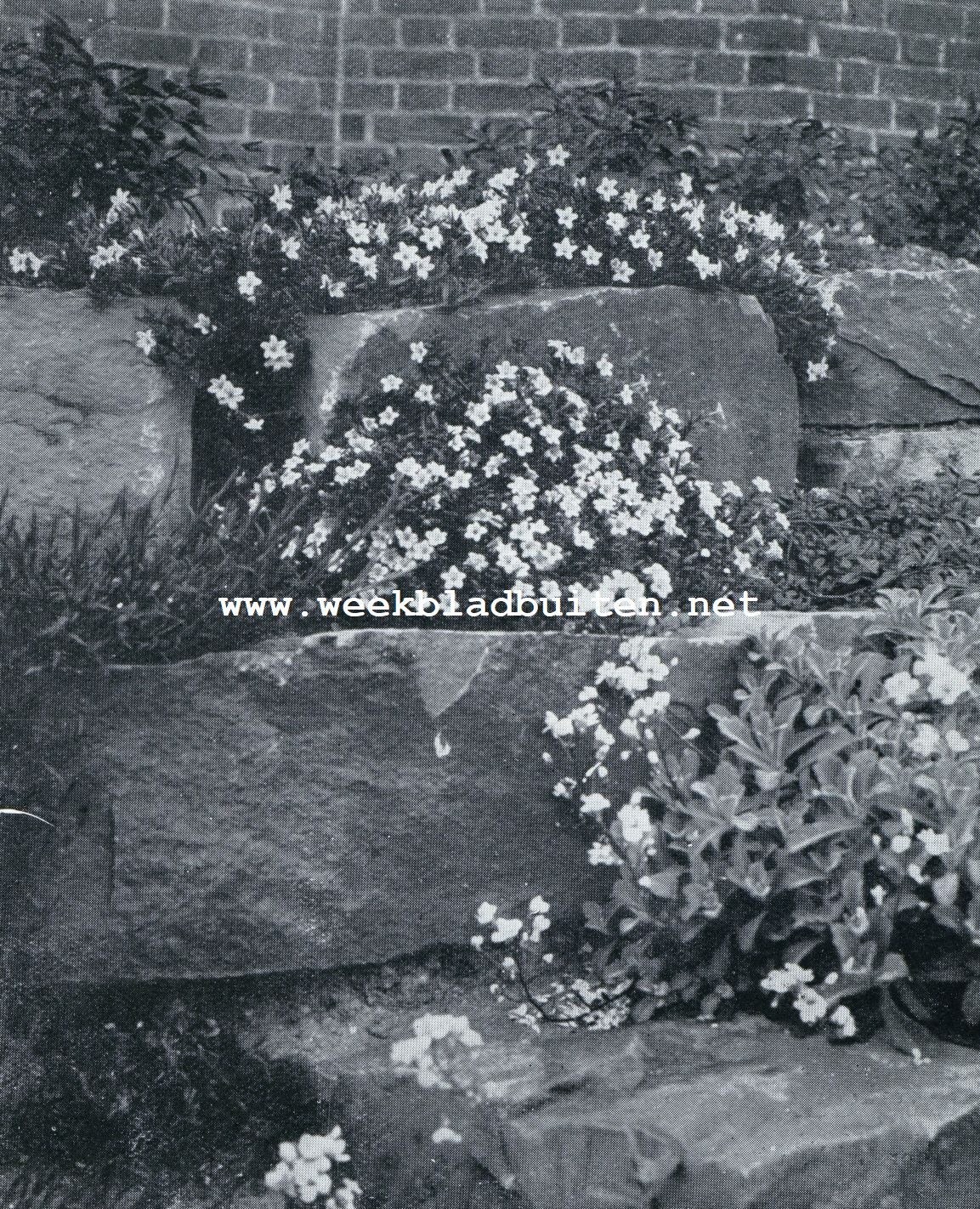 LITHOSPERMUM DIFFUSUM TUSSCHEN DE ROTSBLOKKEN