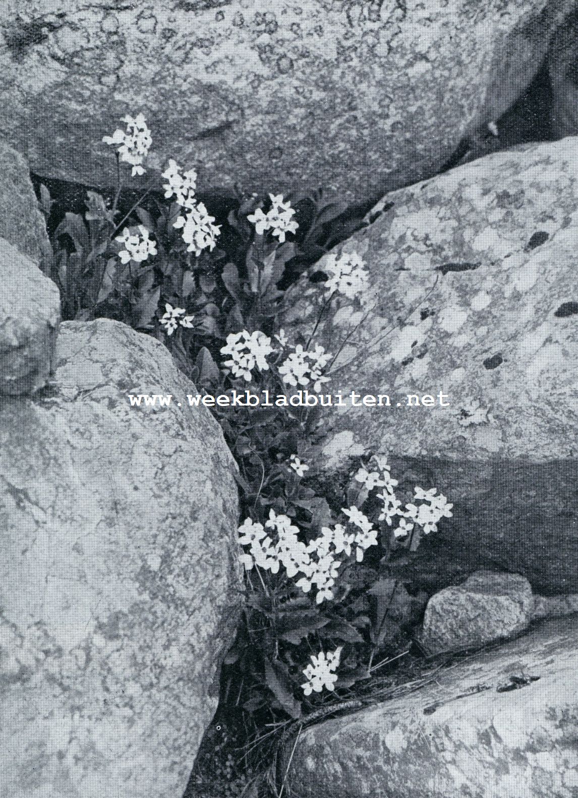 ARABIS ALBIDA IN EEN ROTSSPLEET