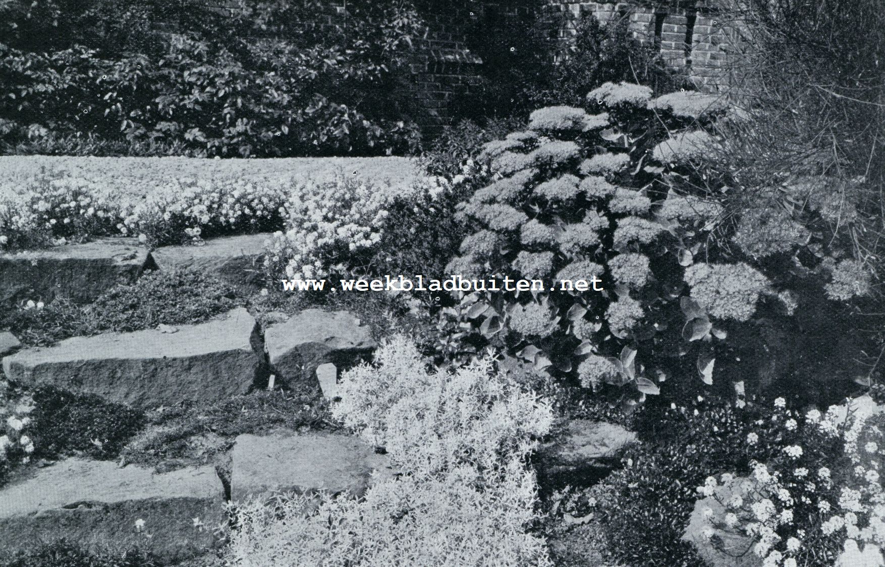 AARDIGE TRAP MET SEDUM SPECTABILE (RECHTS)