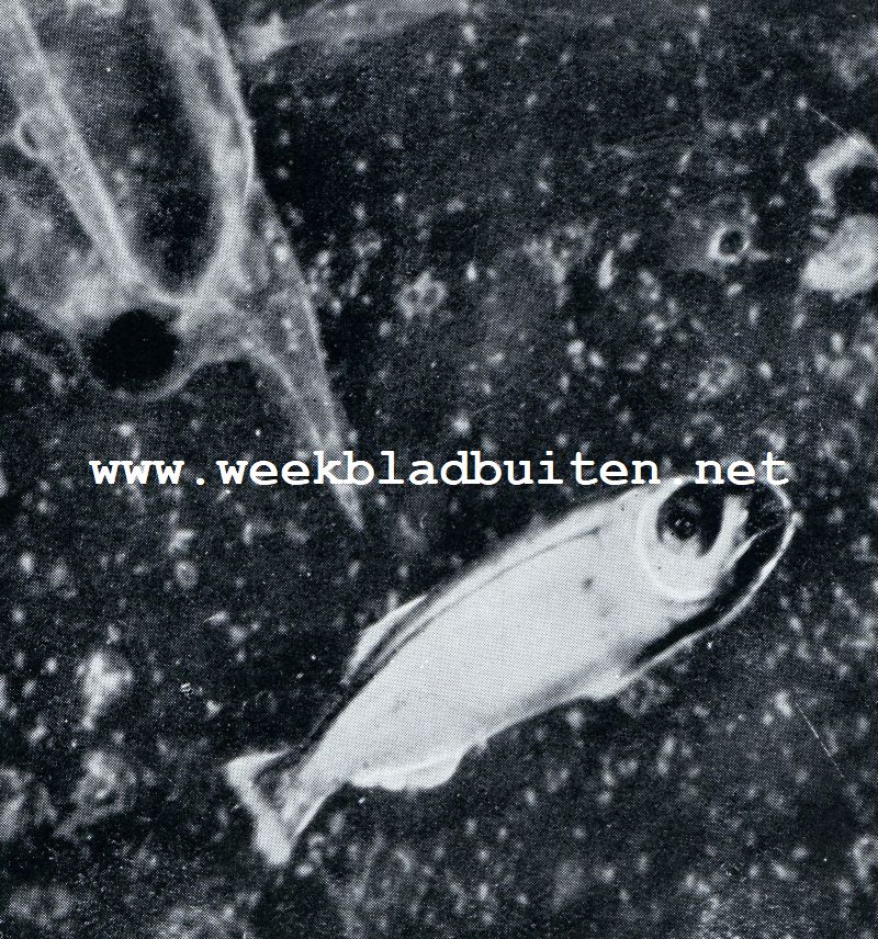 VISCHJE, AZEND IN HET PLANKTON. BEHALVE VELE ANDERE VORMEN ZIET MEN LINKS BOVEN EEN SALP (EENIGE MALEN VERGROOT)