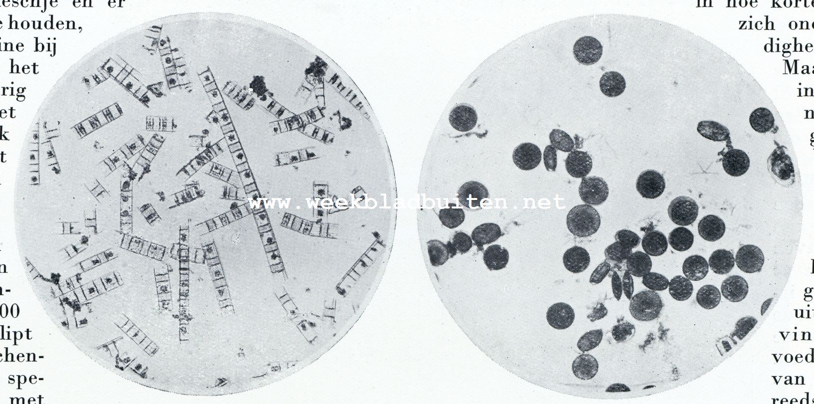 LINKS: LITHODESMIUM UNDULATUM, EEN DRADEN VORMENDE DIATOMEE UIT ONZE WADDENZEE; RECHTS: COSCINODISCUS BICONICUS, EEN SCHIJFVORMIGE DIATOMEE, DIE O.A. IN GROOTE HOEVEELHEDEN DE V.M. ZUIDERZEE BEVOLKTE