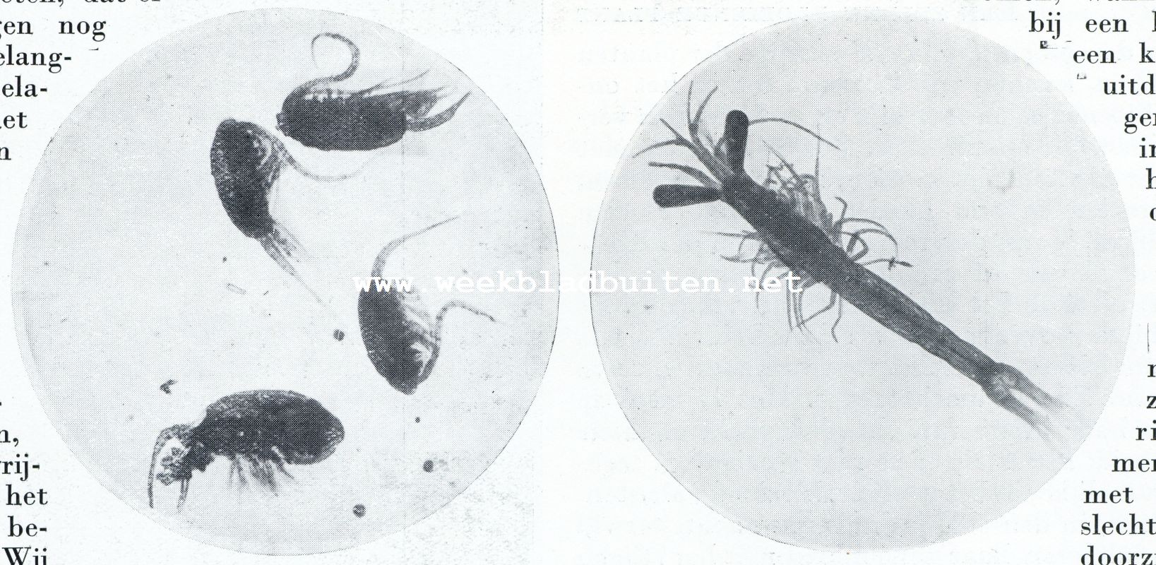 LINKS: COPEPODEN UIT HET PLANKTON, EURYTEMORA HIRUNDOIDES; RECHTS: EEN AASGARNAALTJE UIT ONS PLANKTON MET OP LANGE STELEN STAANDE OOGEN, REEDS BESCHREVEN DOOR DEN 18E EEUWSCHEN NEDERLANDSCHEN ZOLOOG SLABBER EN DAAROM MACROPSIS SLABBERI GENAAMD