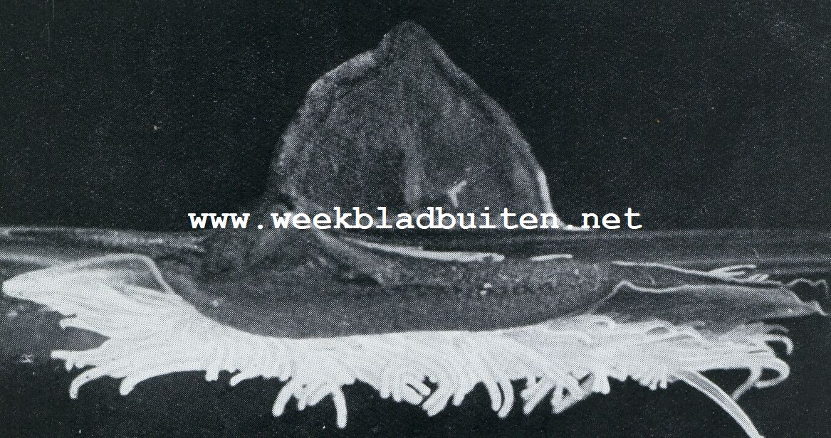 HET BEZAANTJE OF PORTUGEESCHE OORLOGSSCHIP (VELELLA SPIRANS ESCH.) EEN KOLONIE VAN VELE TIENTALLEN KWALLEN ( WARE GROOTTE)