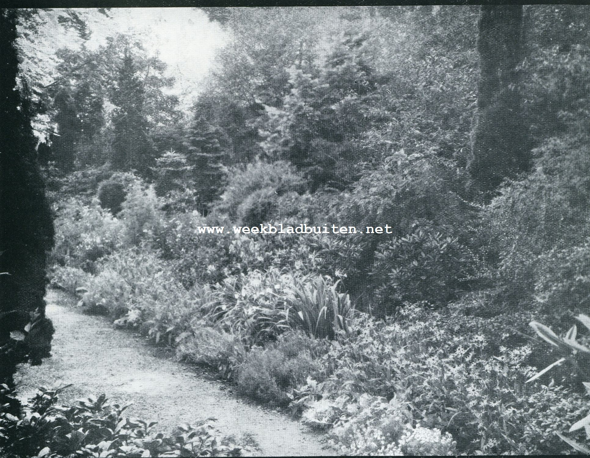 BORDER VAN DE HOEVE